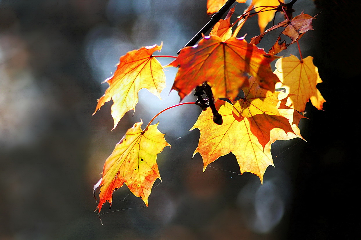 when autumn colors nature