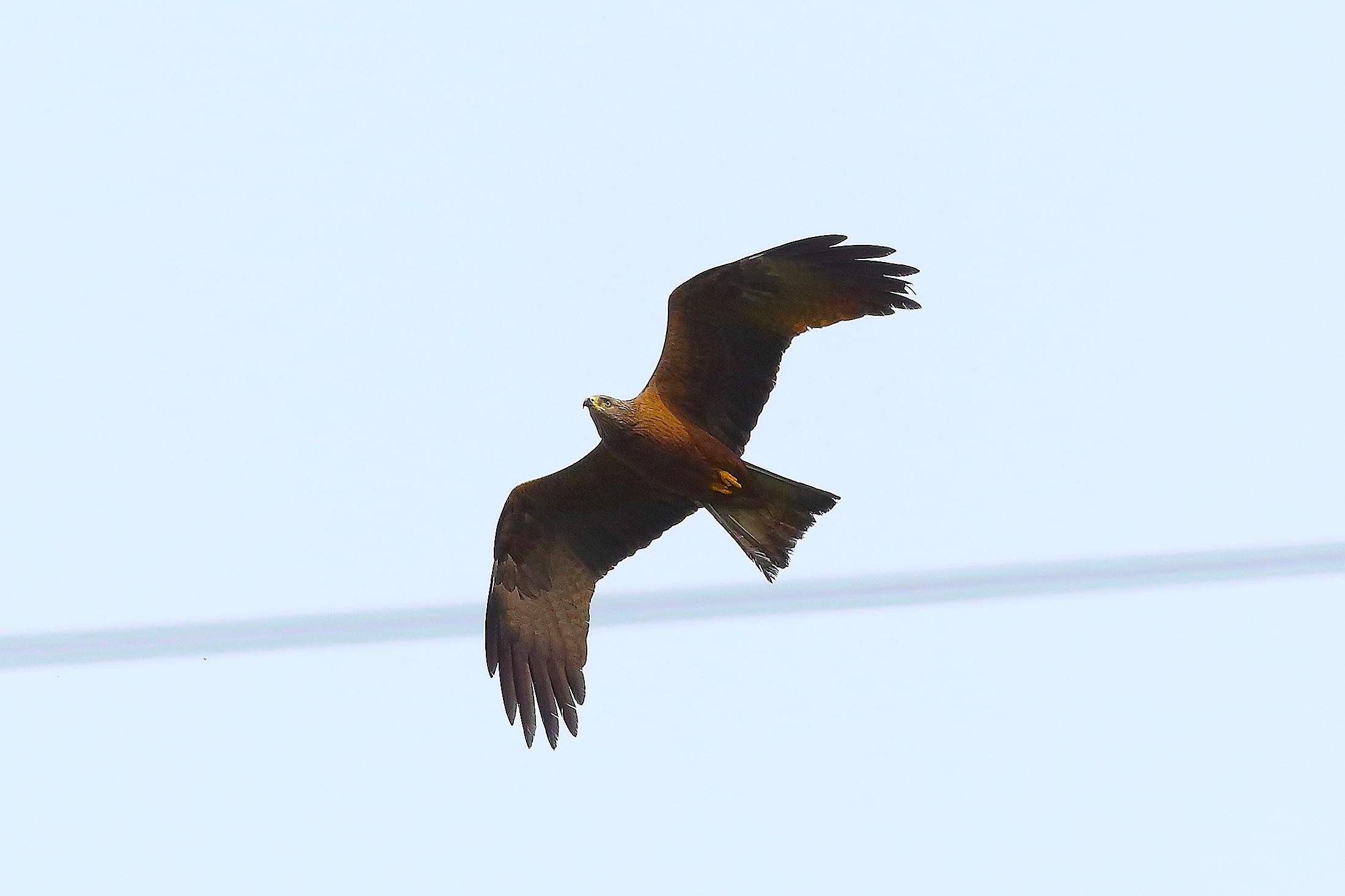 Nibbio bruno 03 maggio 2024 - 8698