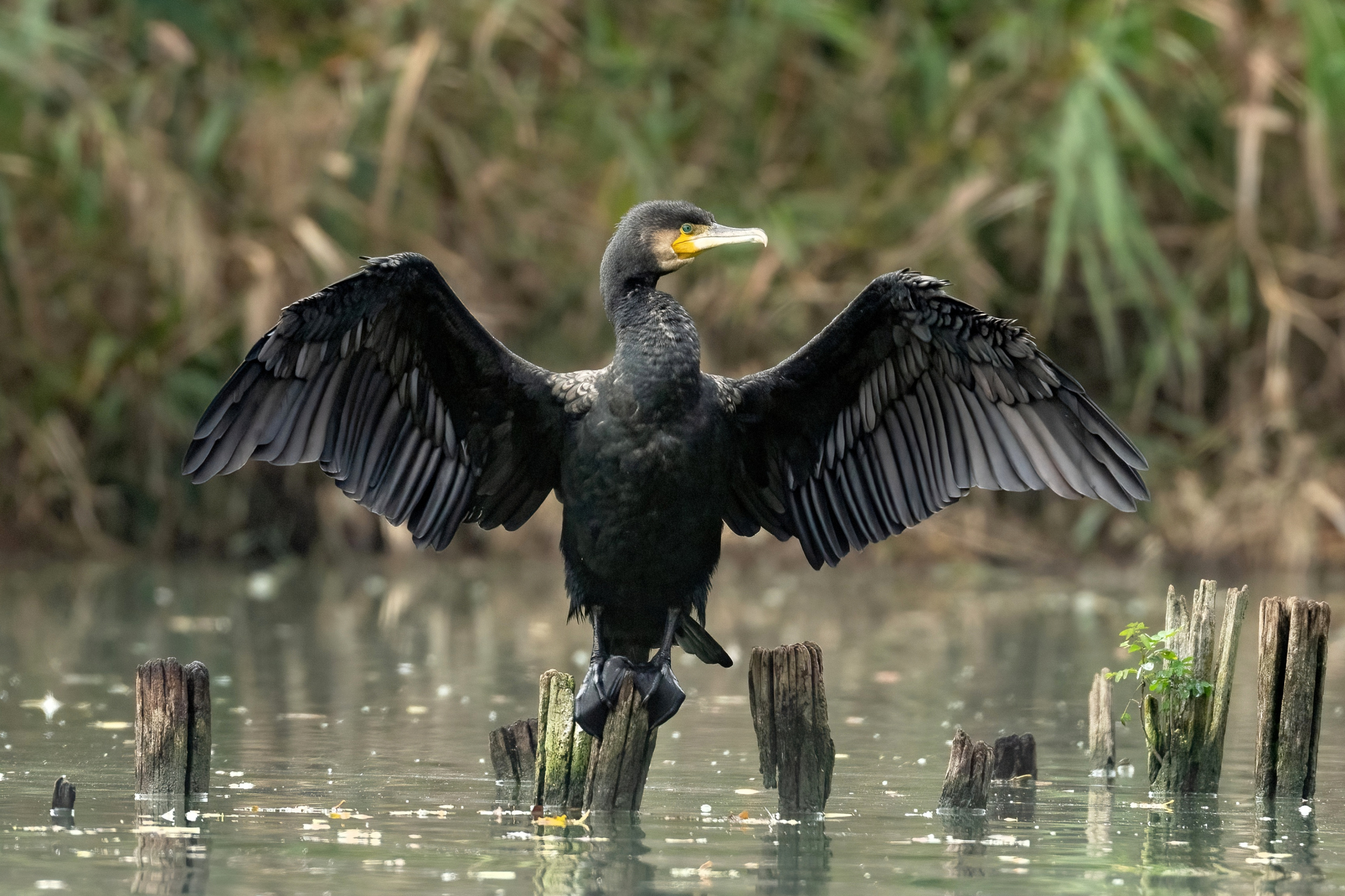 Cormorano (Phalacrocorax carbo)