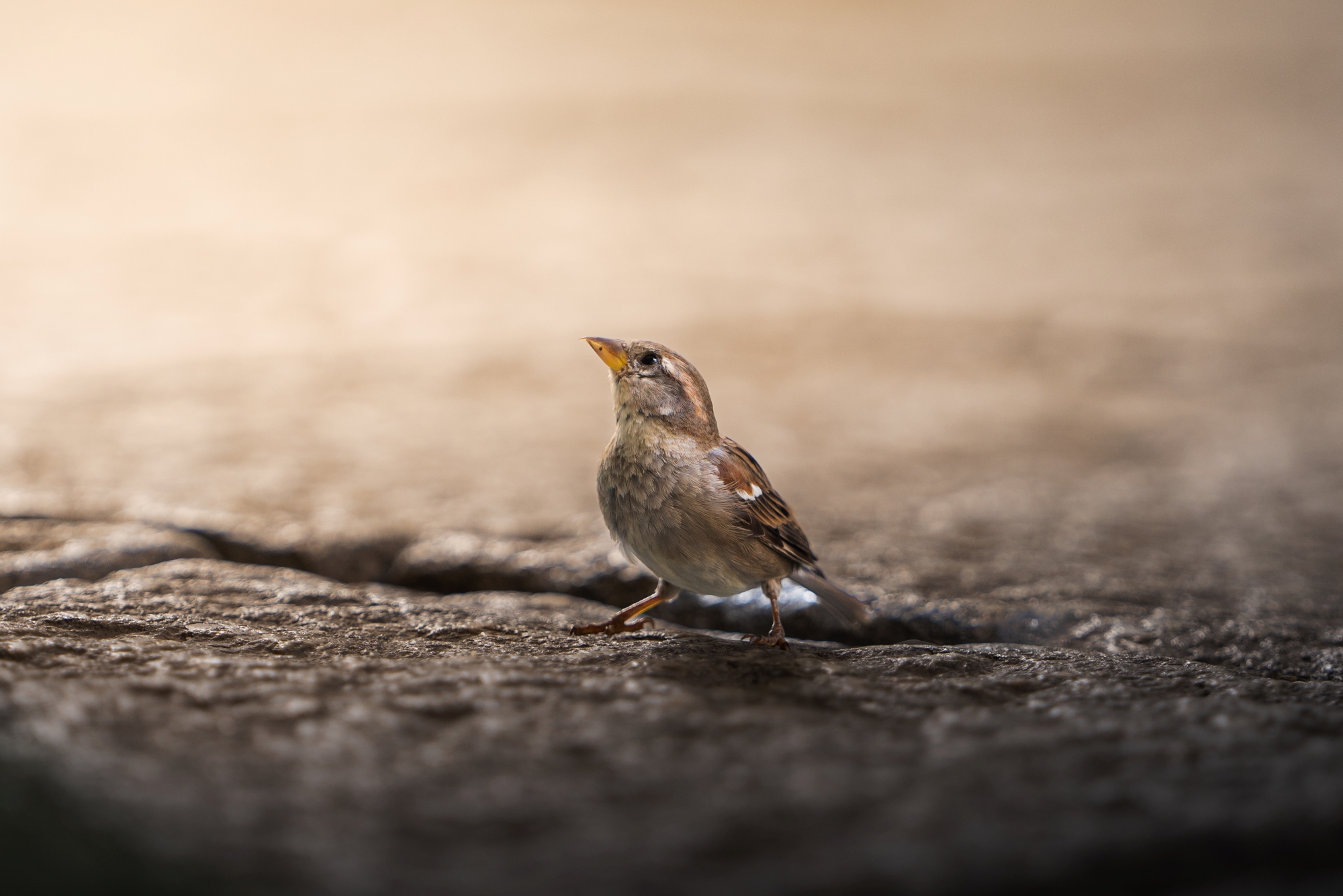 Sparrow through the alleys of Aosta