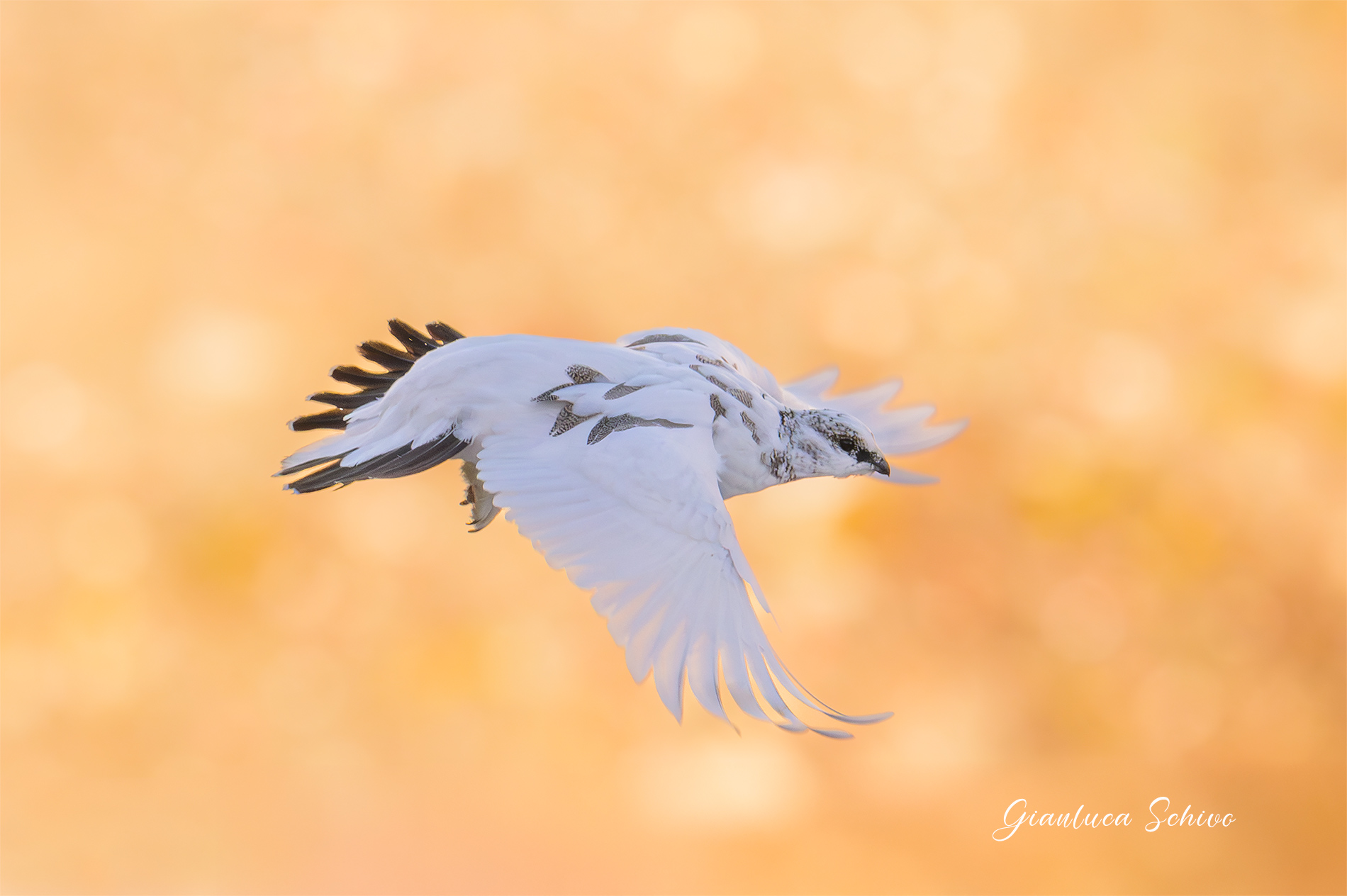 Fiery Flight