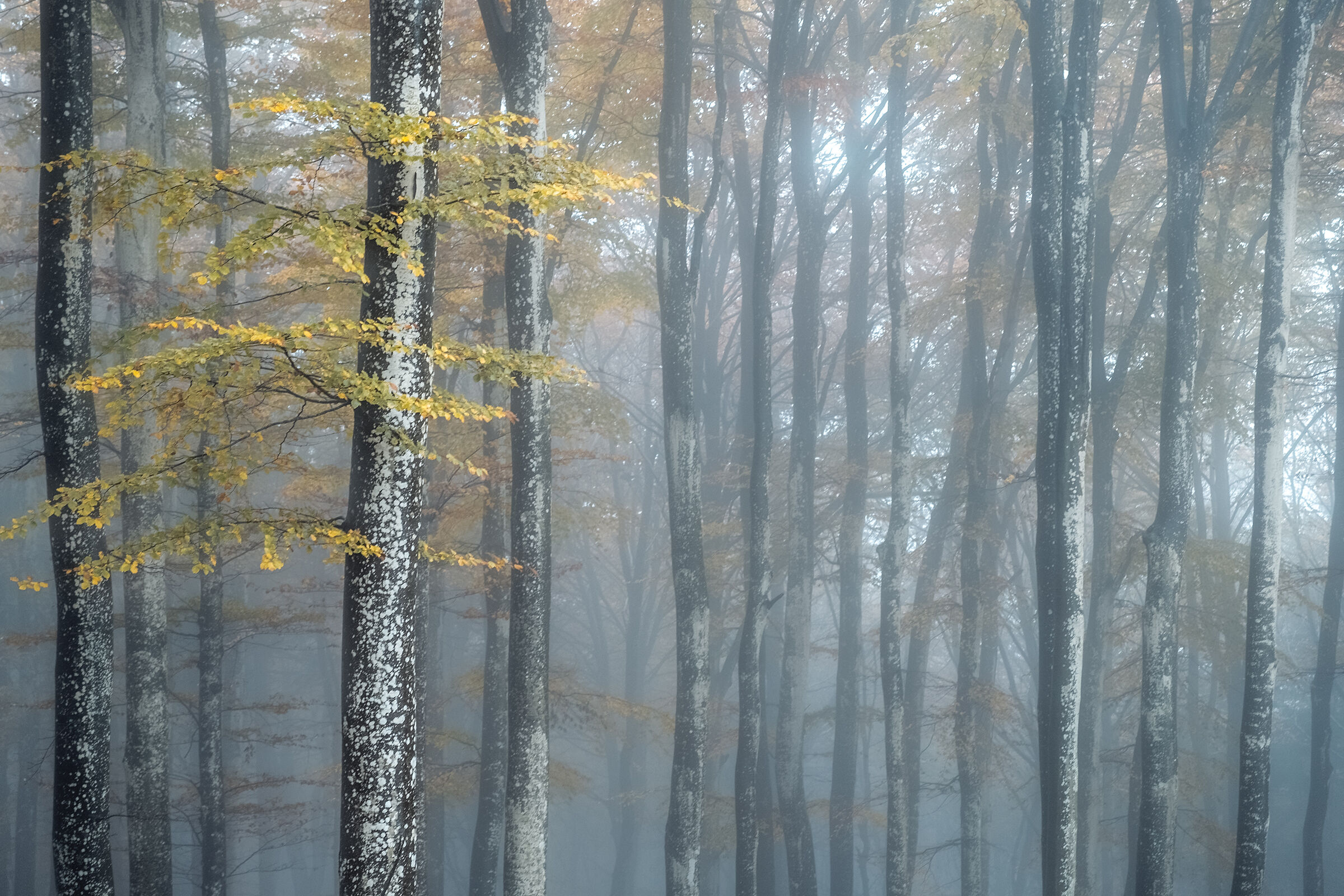 Details of the forest