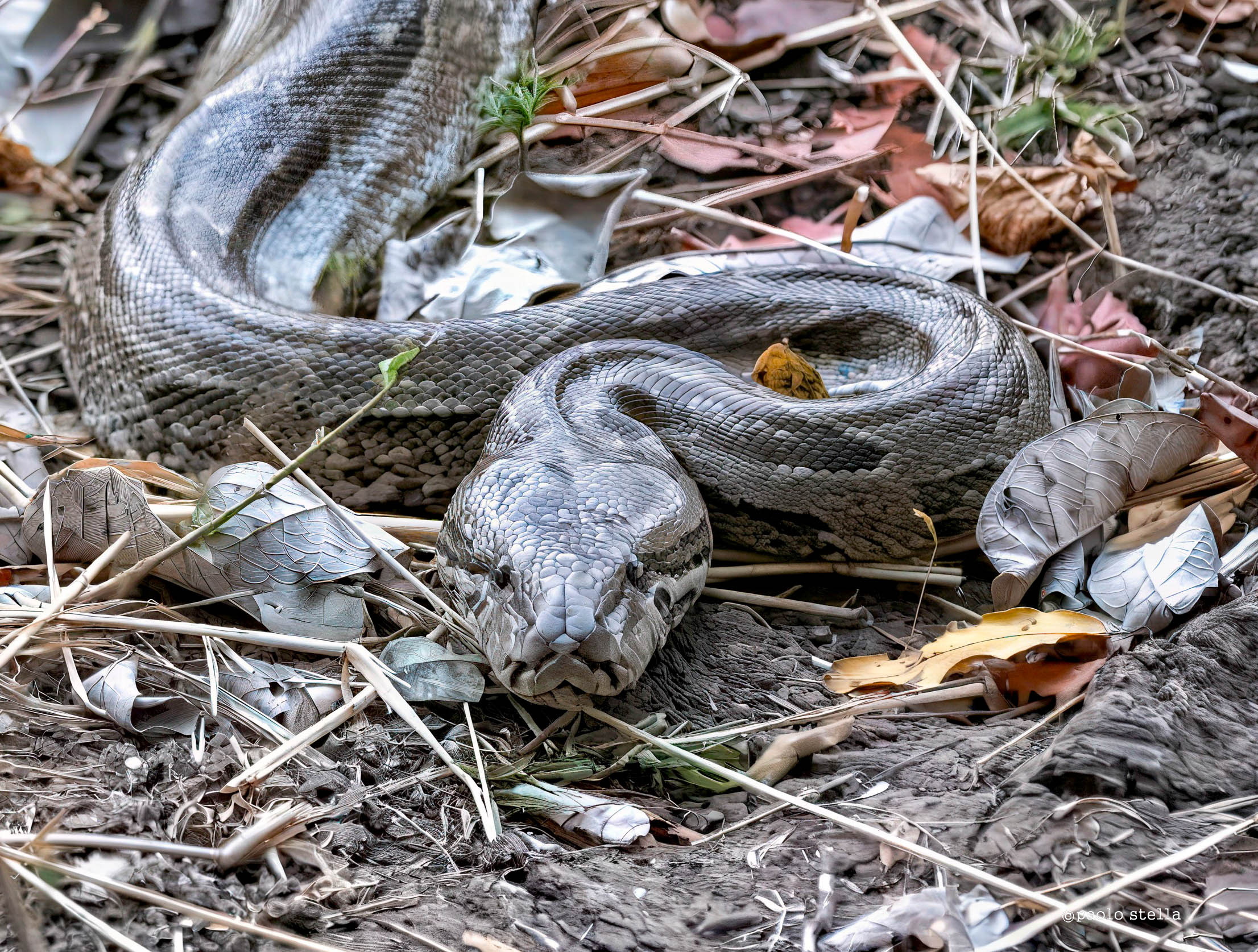 Meeting in the bush