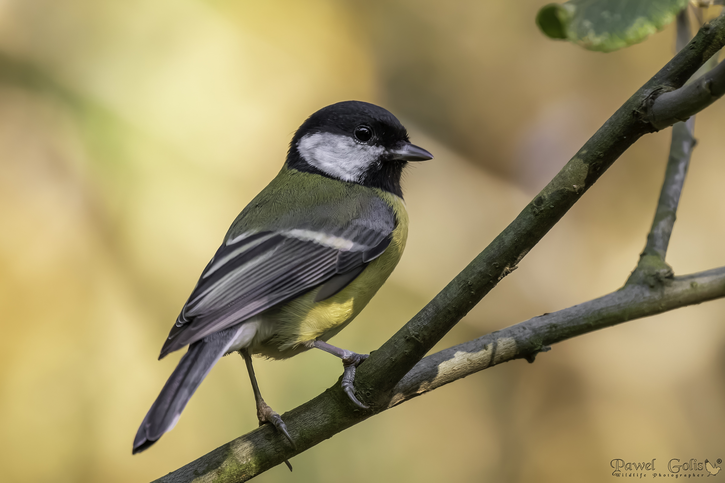 La cinciallegra (Parus major)