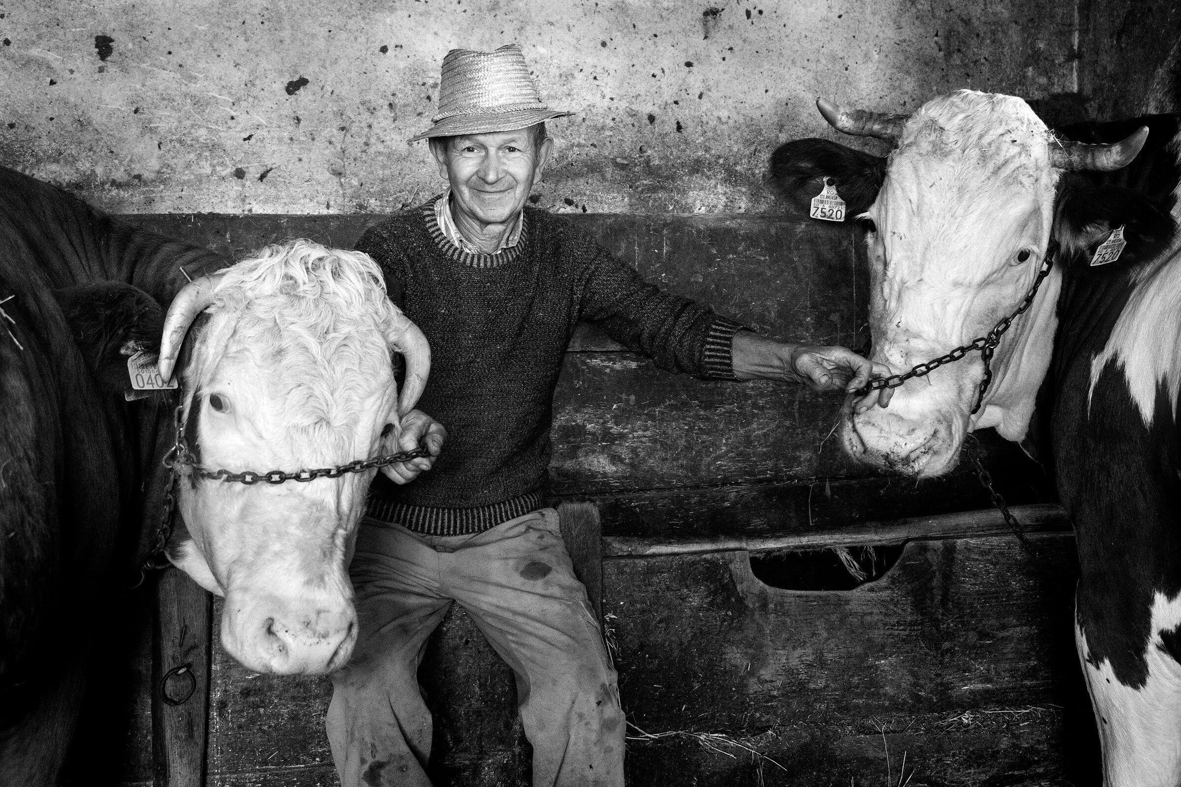 Un Ritratto di Vita Rurale - L'Uomo e le Sue Mucche