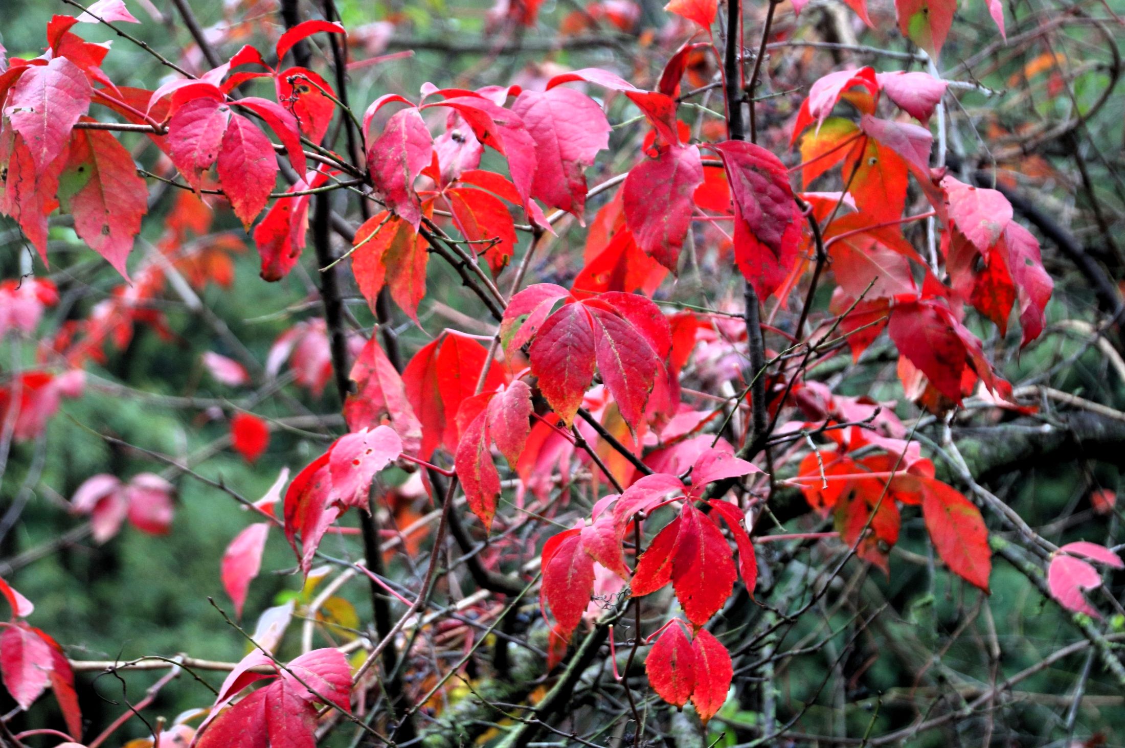It is like autumn leaves on the trees
