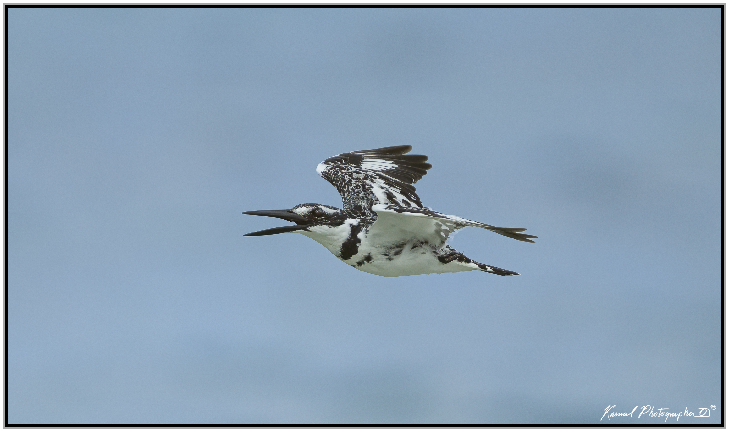 Pied kingfisher (Ceryle rudis)