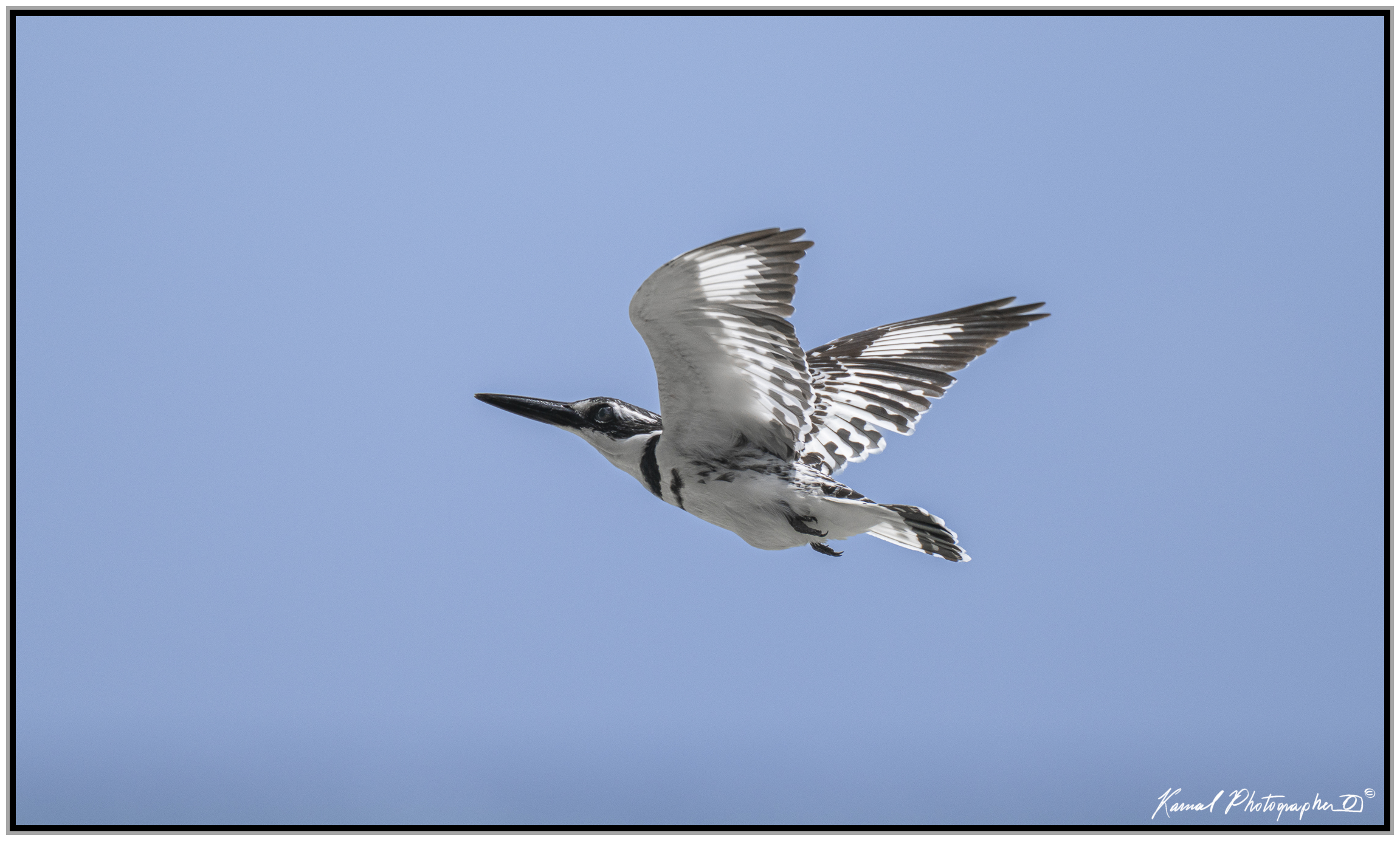 Pied kingfisher (Ceryle rudis)