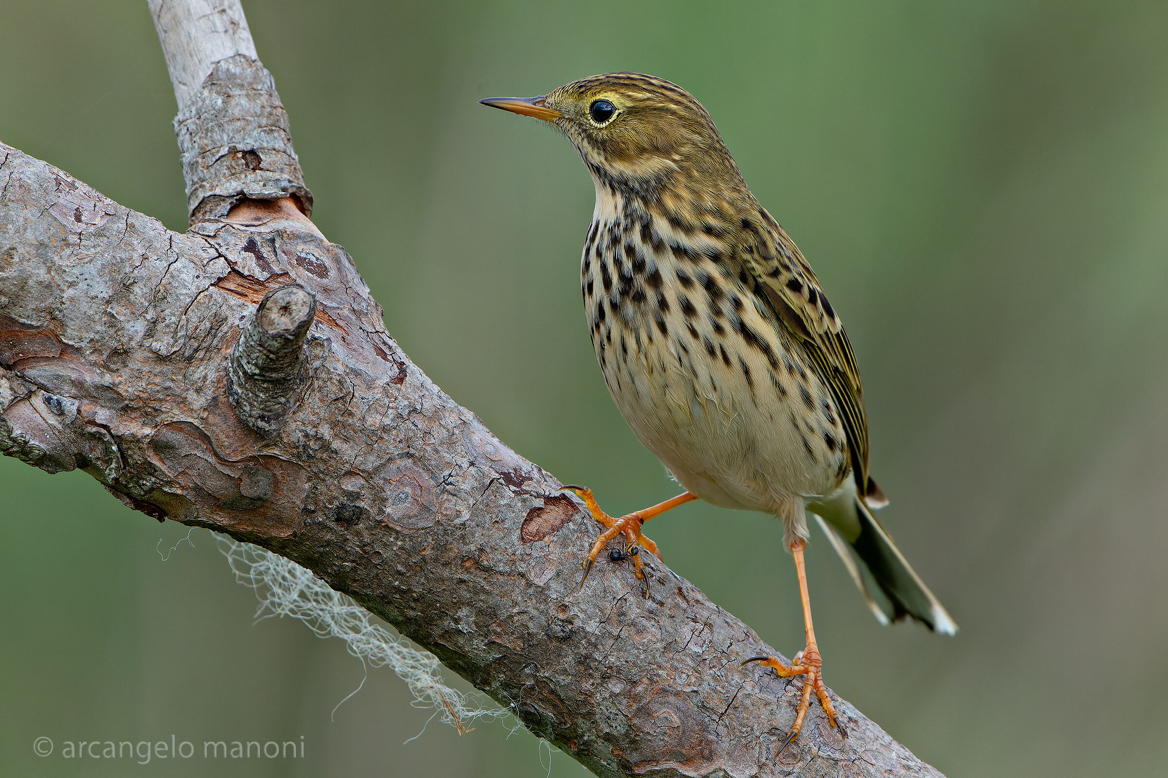 Anthus pratensis pispola