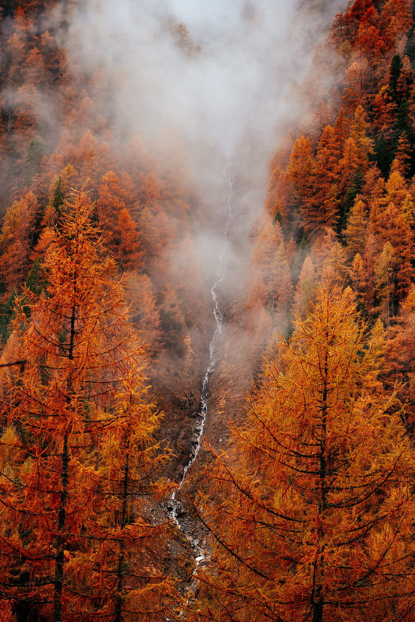 Autumn foliage