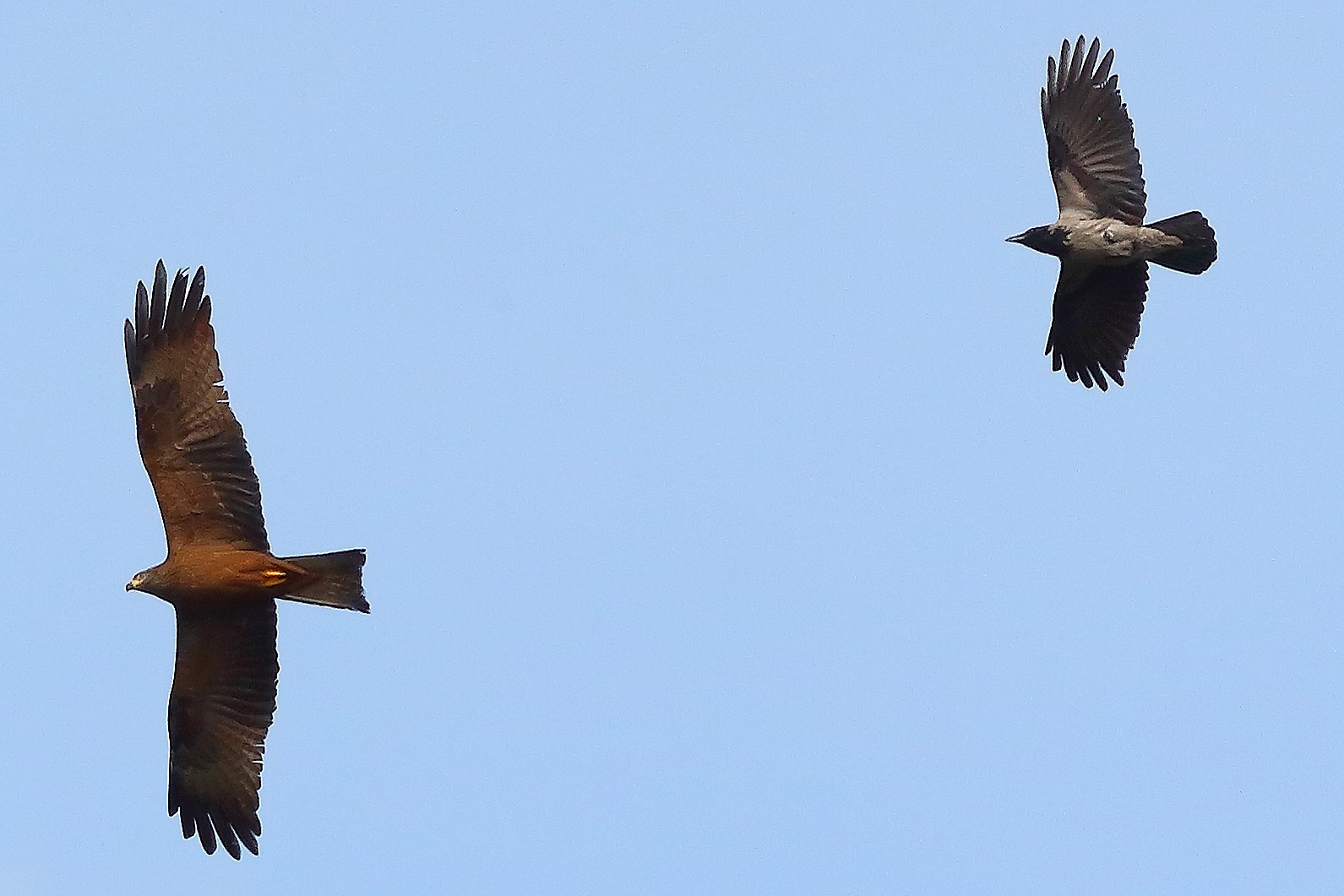 Nibbio bruno 03 maggio 2024 - 8734