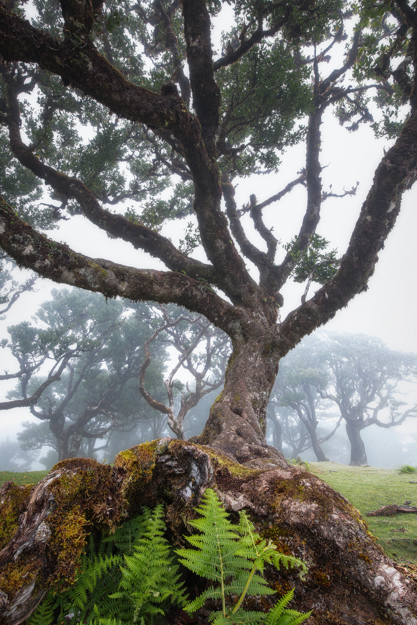 Dancing trees