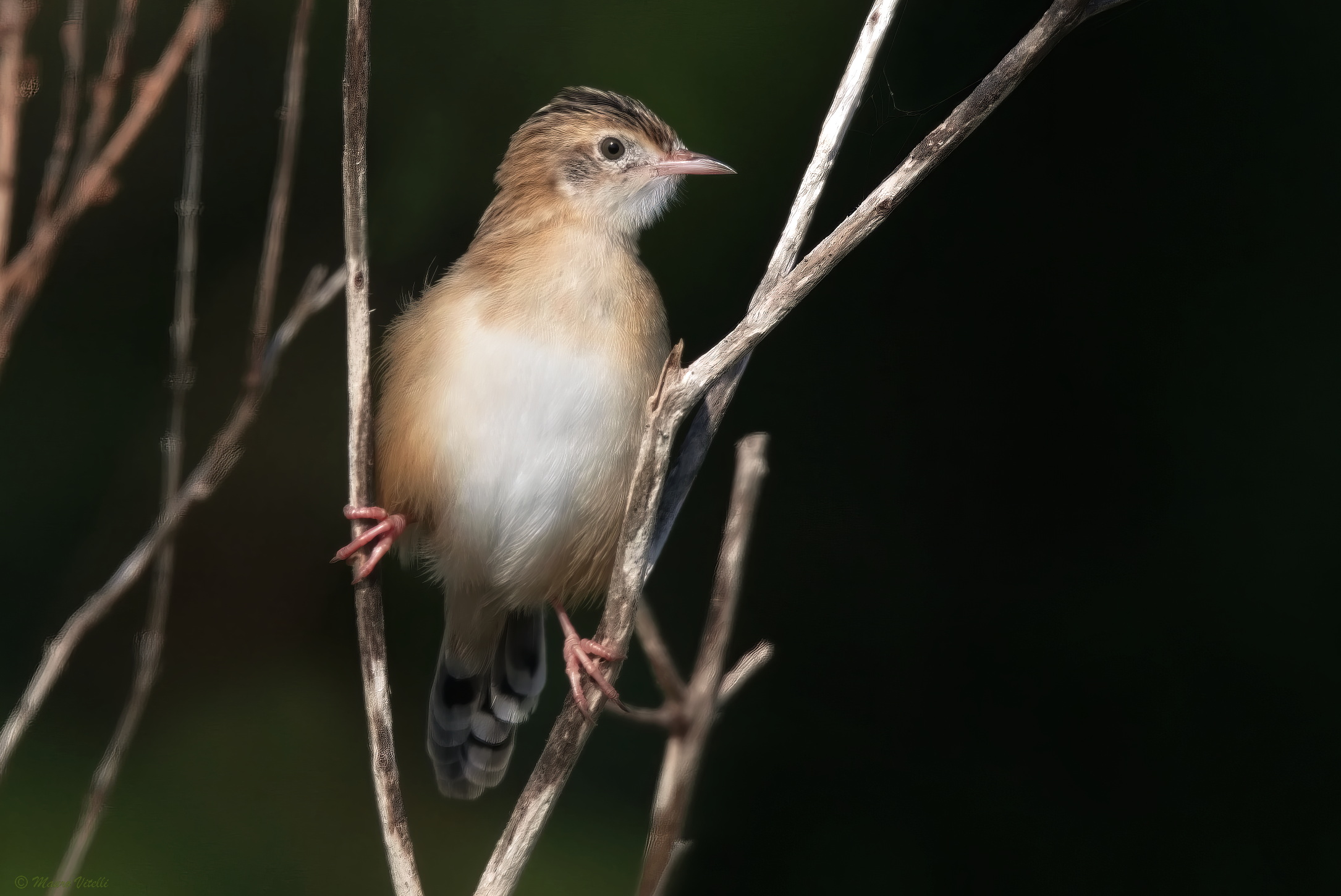 Snipe (Cisticola juncidis)