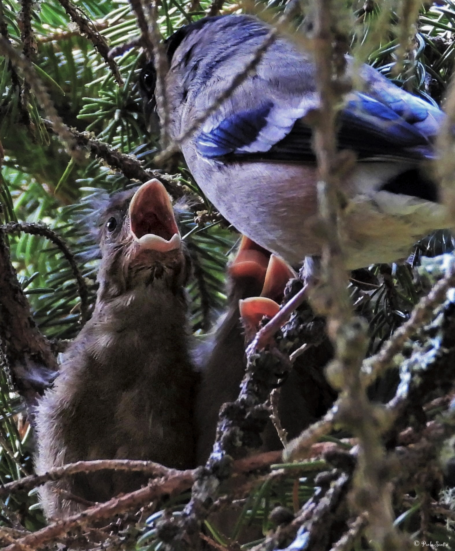 Female bullfinch with chicks