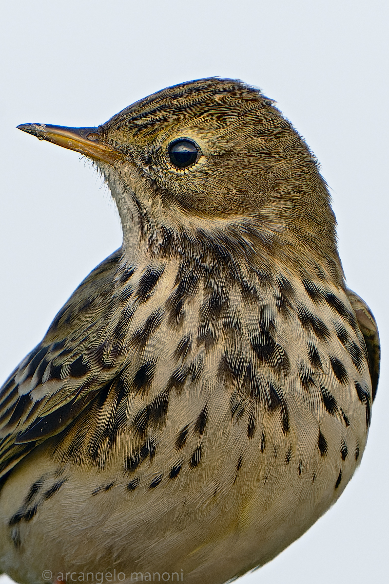 Pispola passport photo