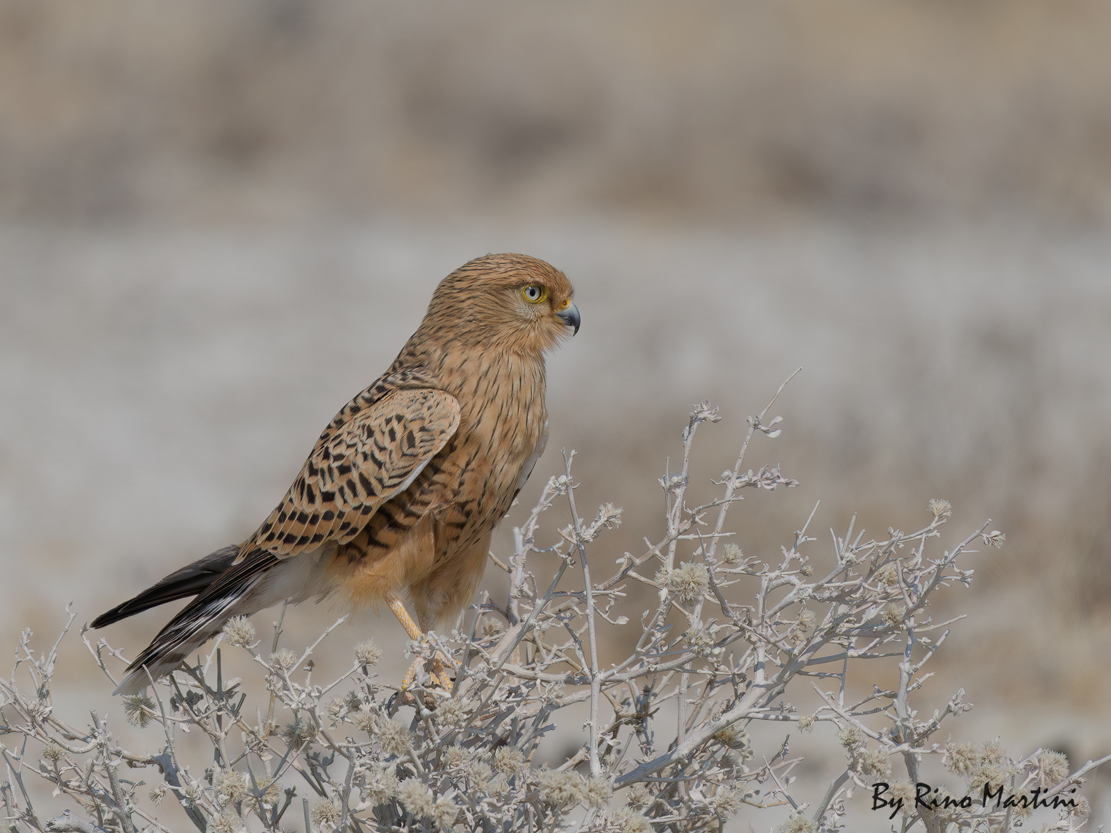 Greater Kestrel