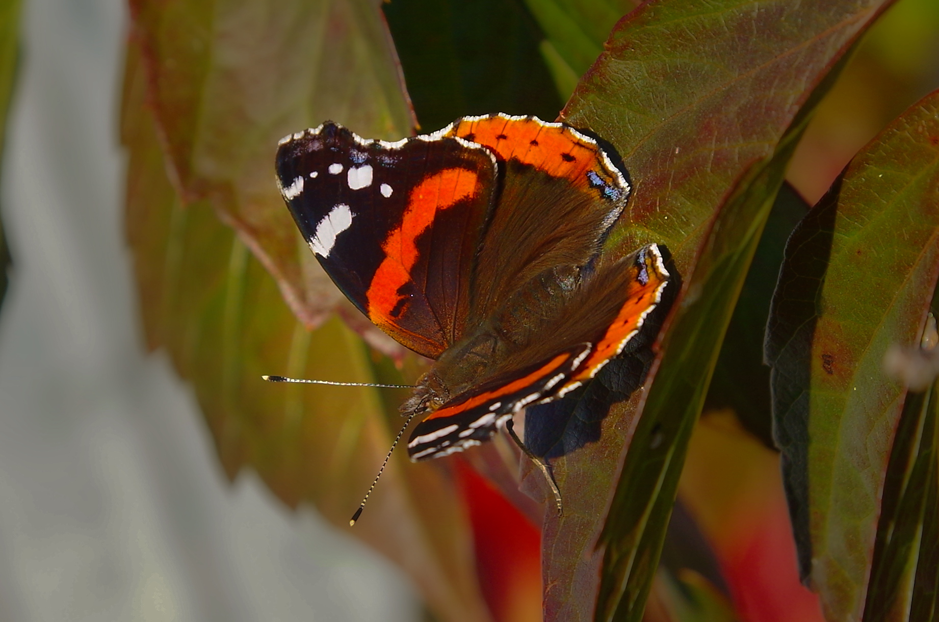 Vanessa atalanta