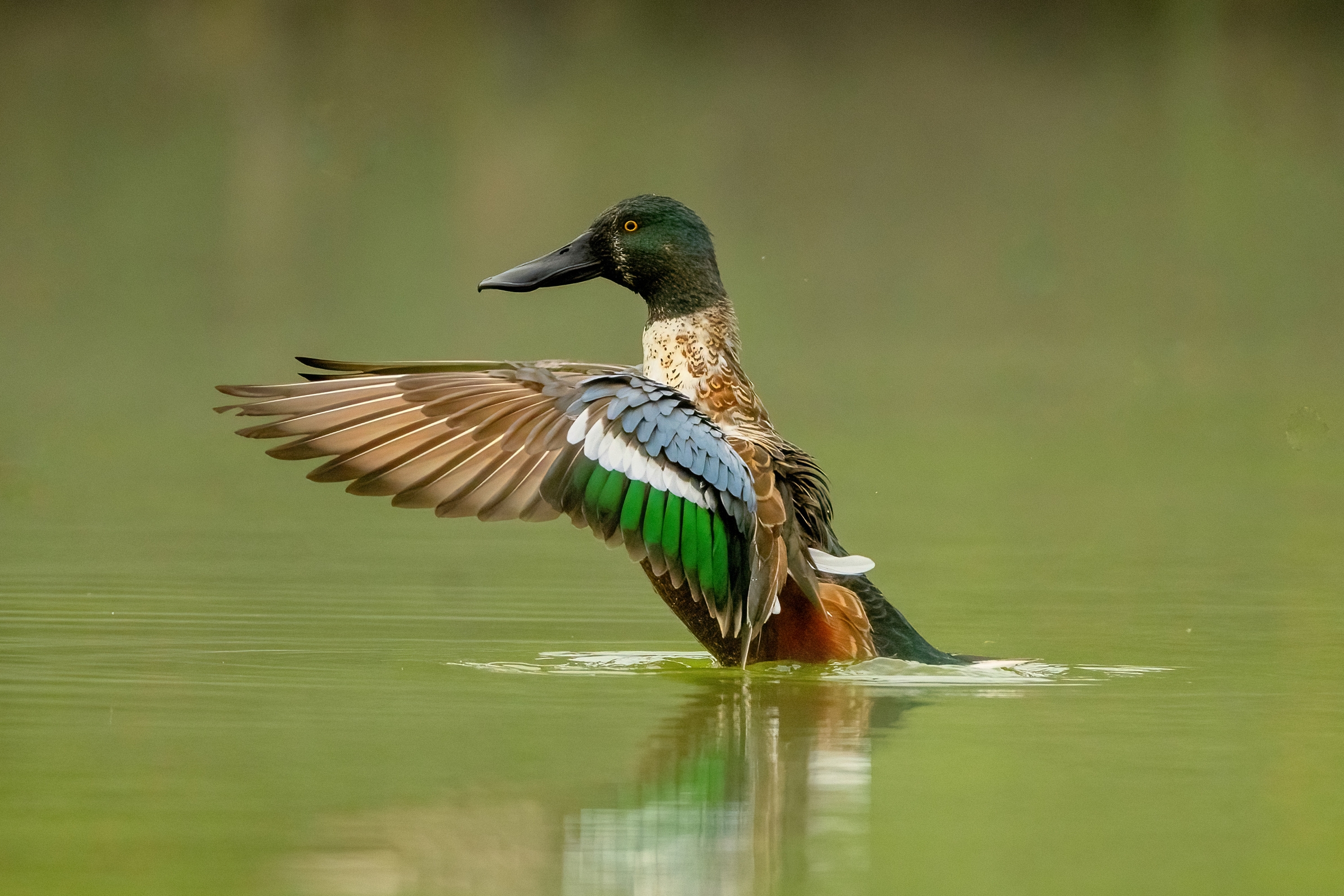 Mestolone (Spatula clypeata) maschio