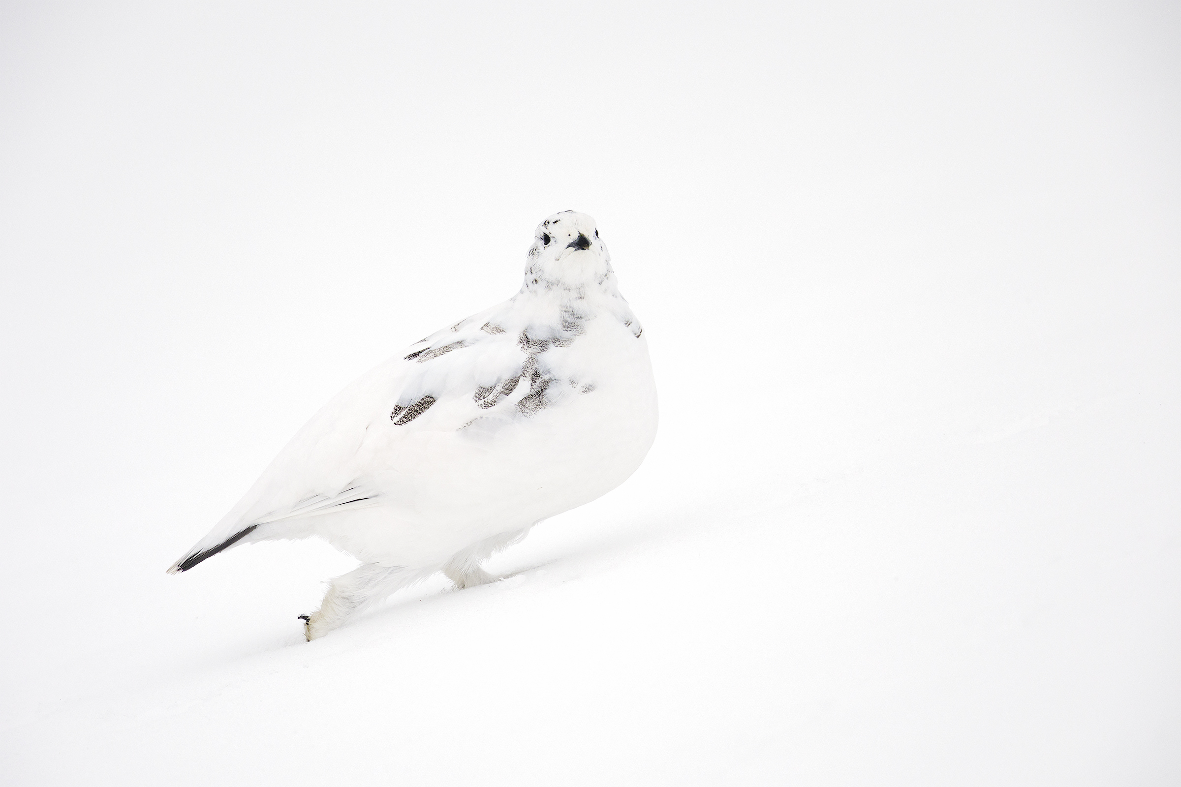Bianco su bianco