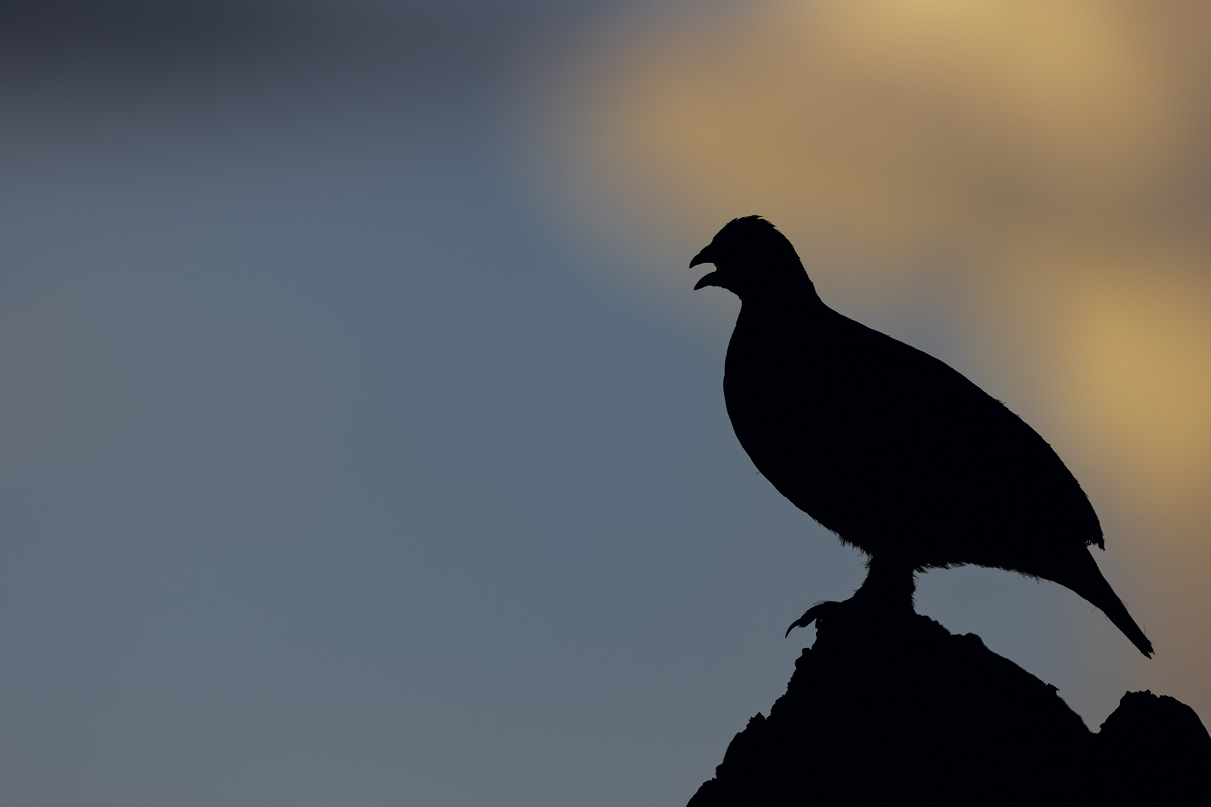 Il canto della pernice al tramonto