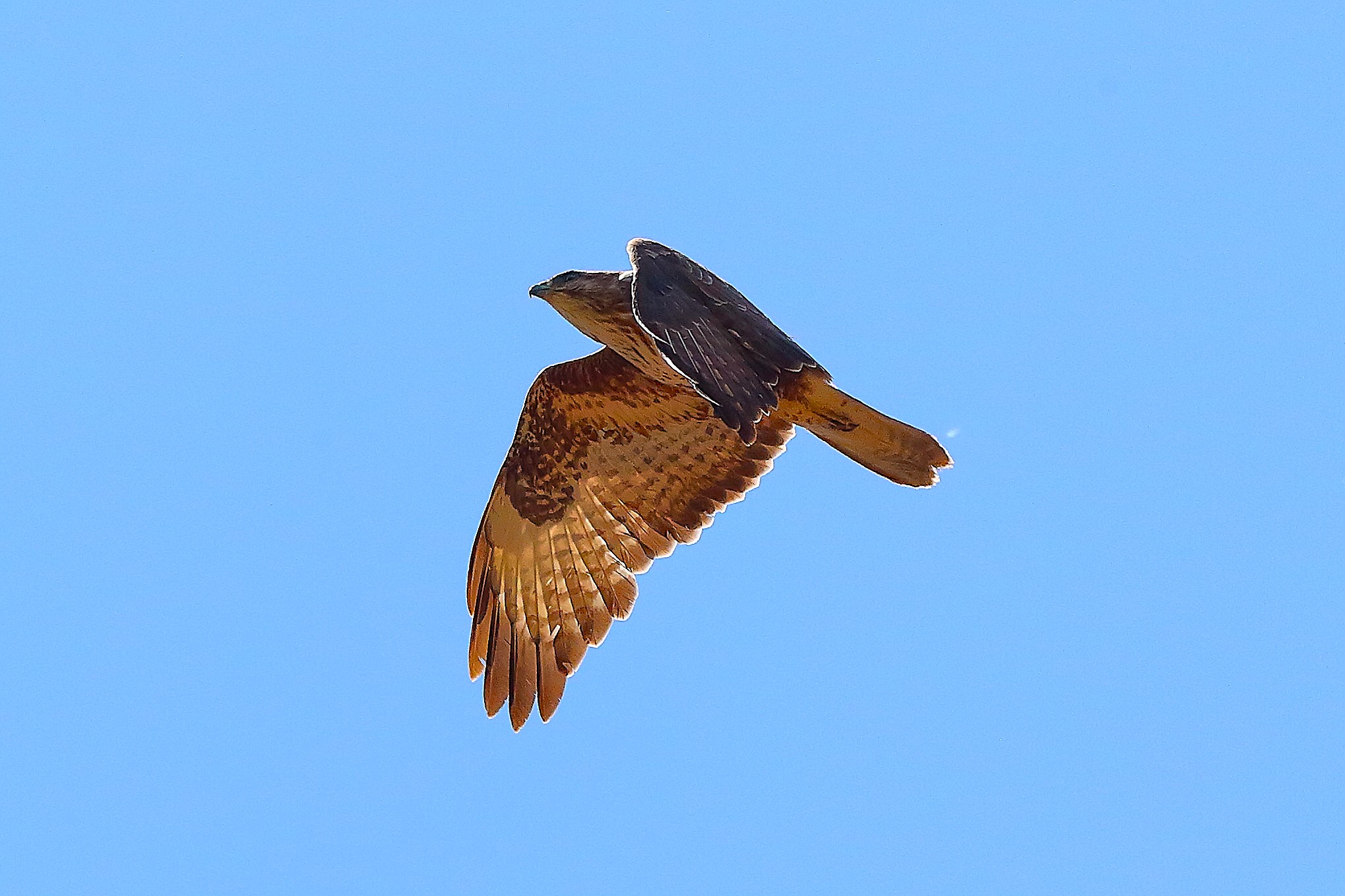 Poiana 09 maggio 2024 - 9012