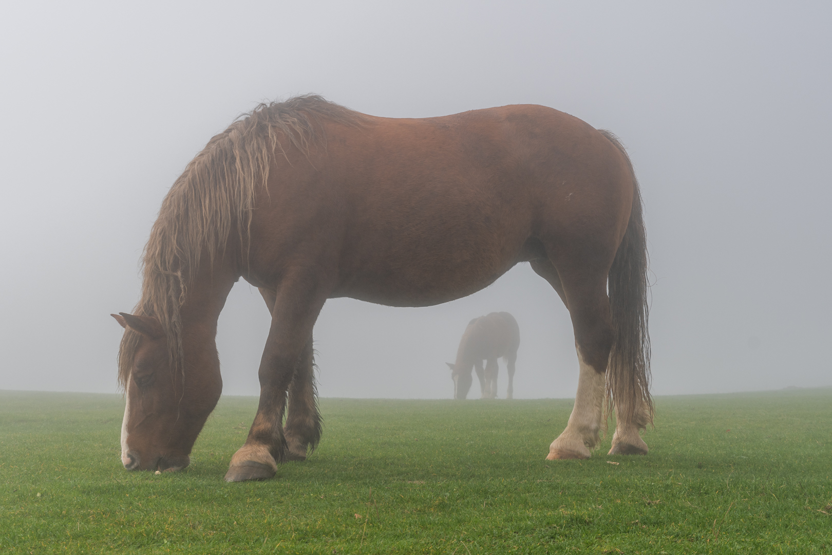 in the fog