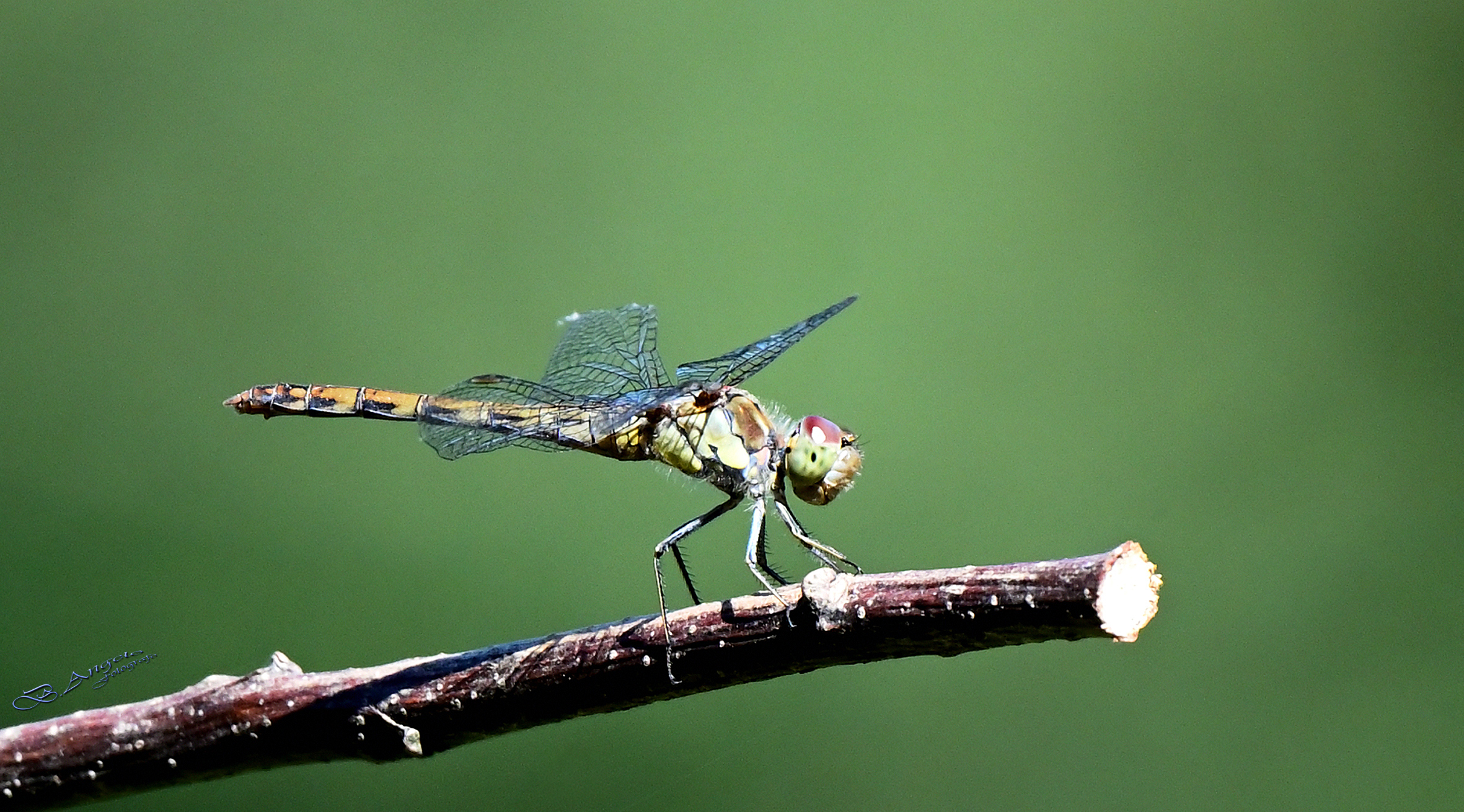 " Libellula "