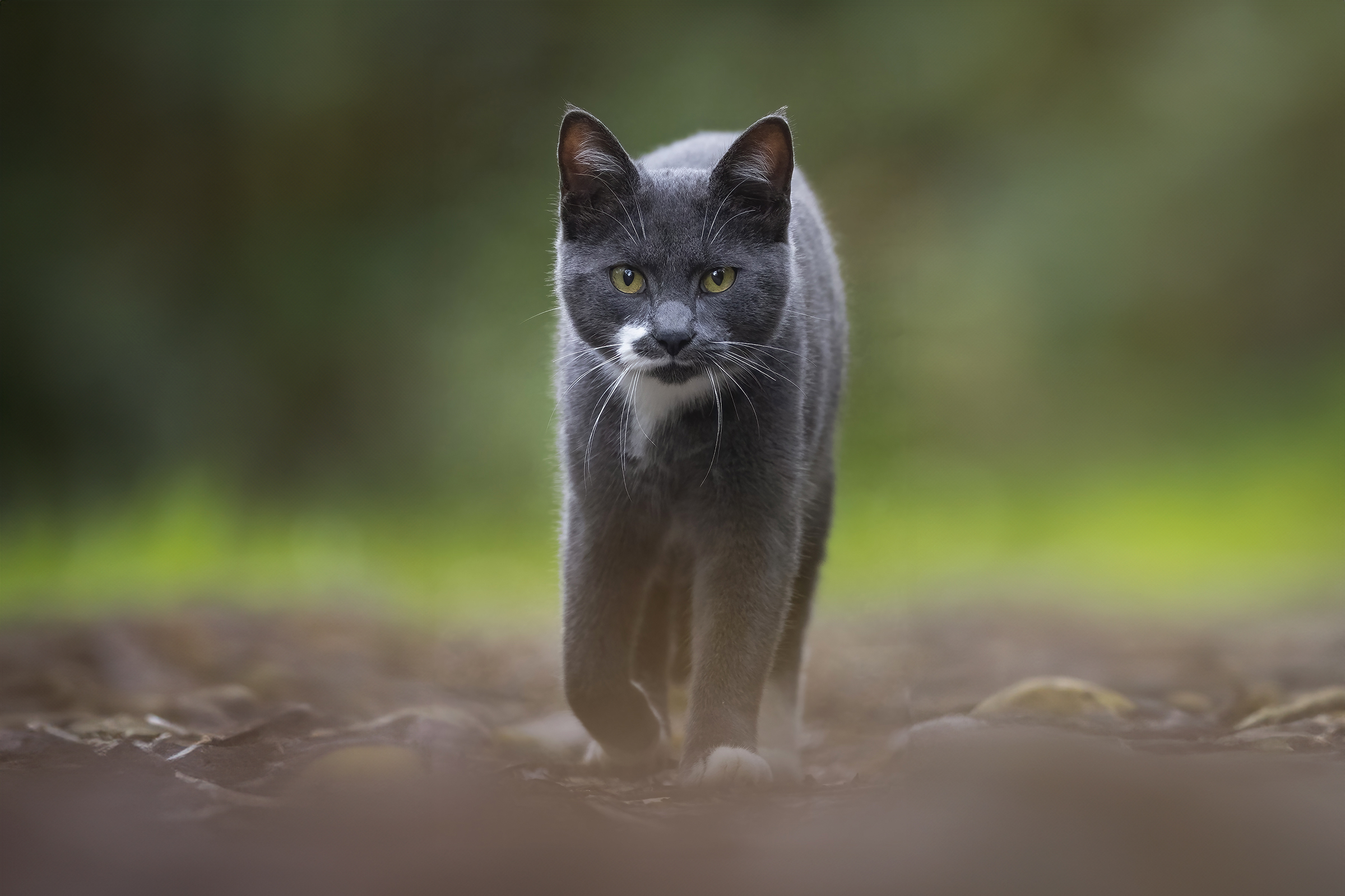 An unexpected encounter in the woods ...