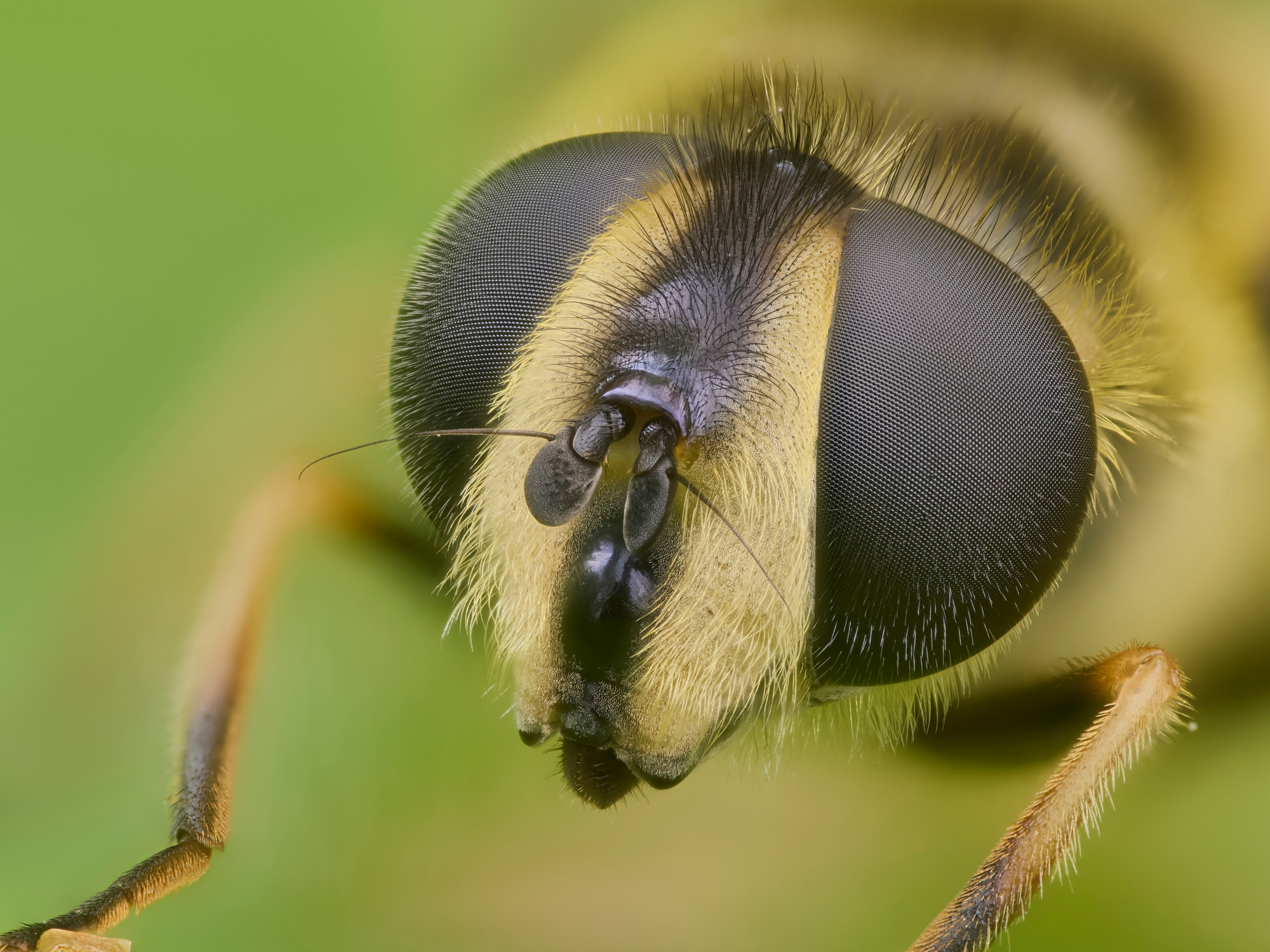 Syrphidae2