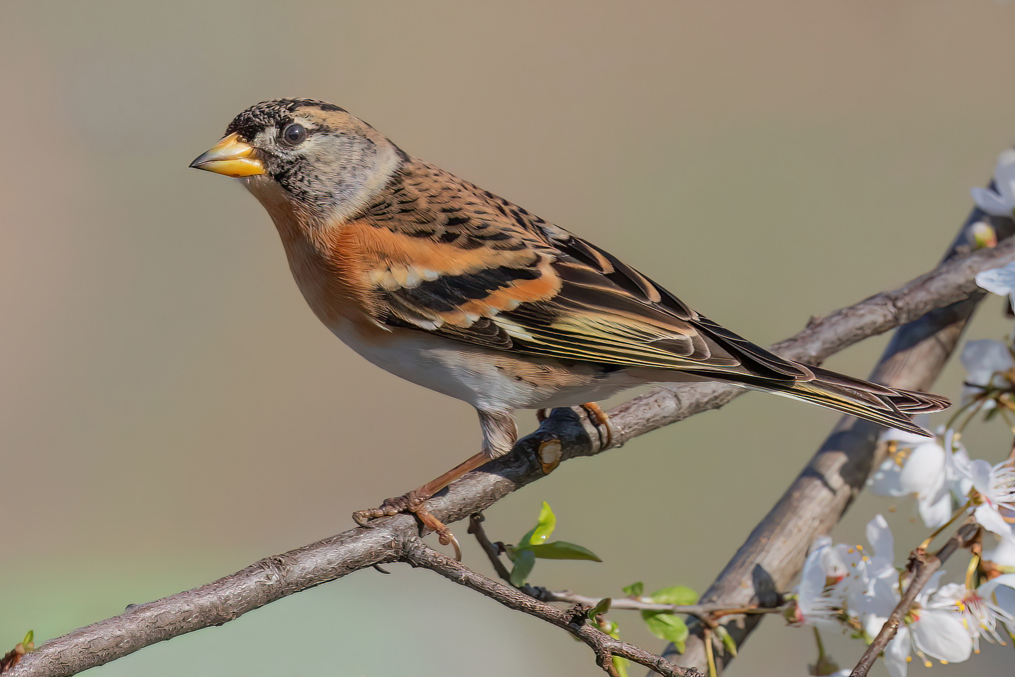 Brambling