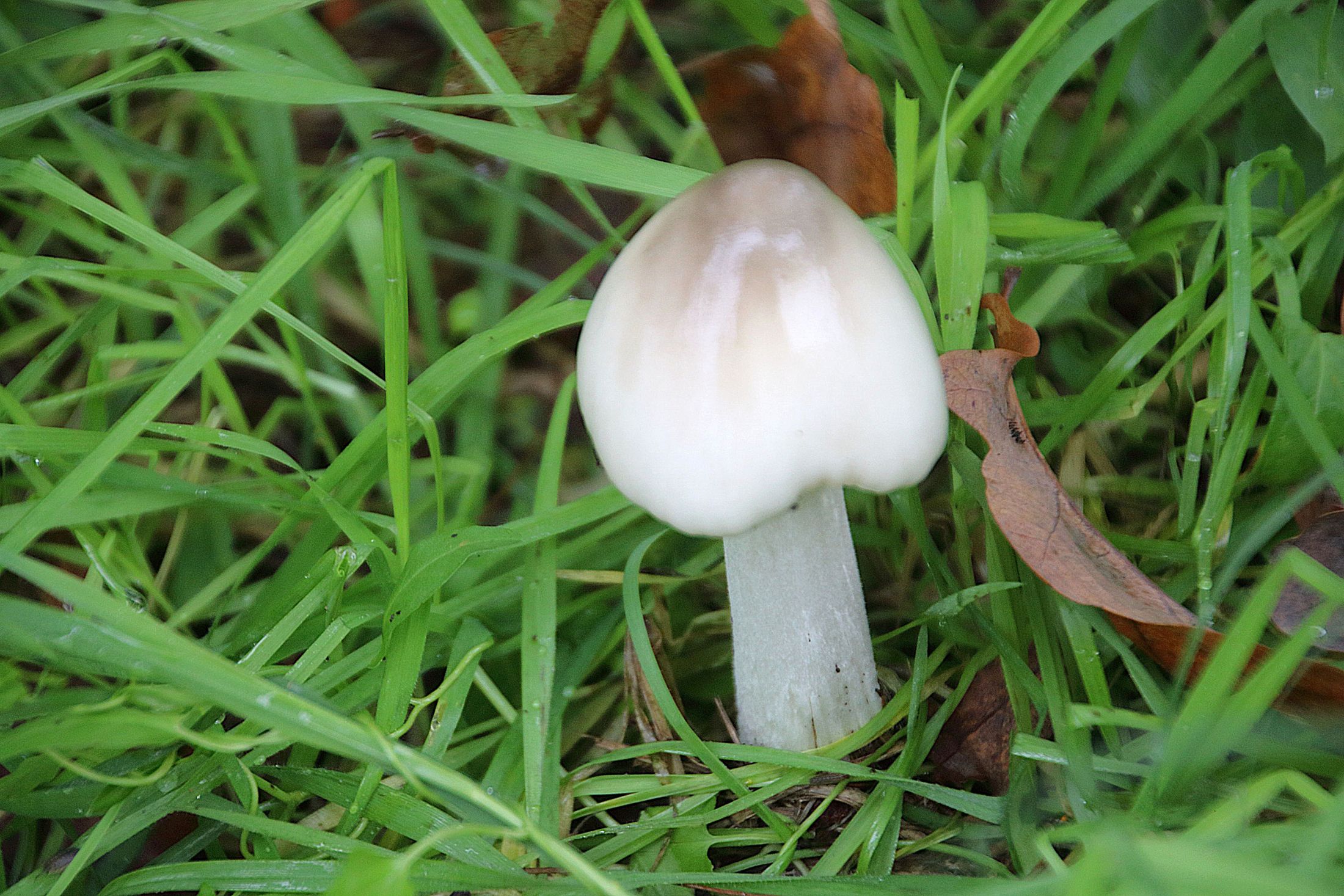 Splendor in the grass