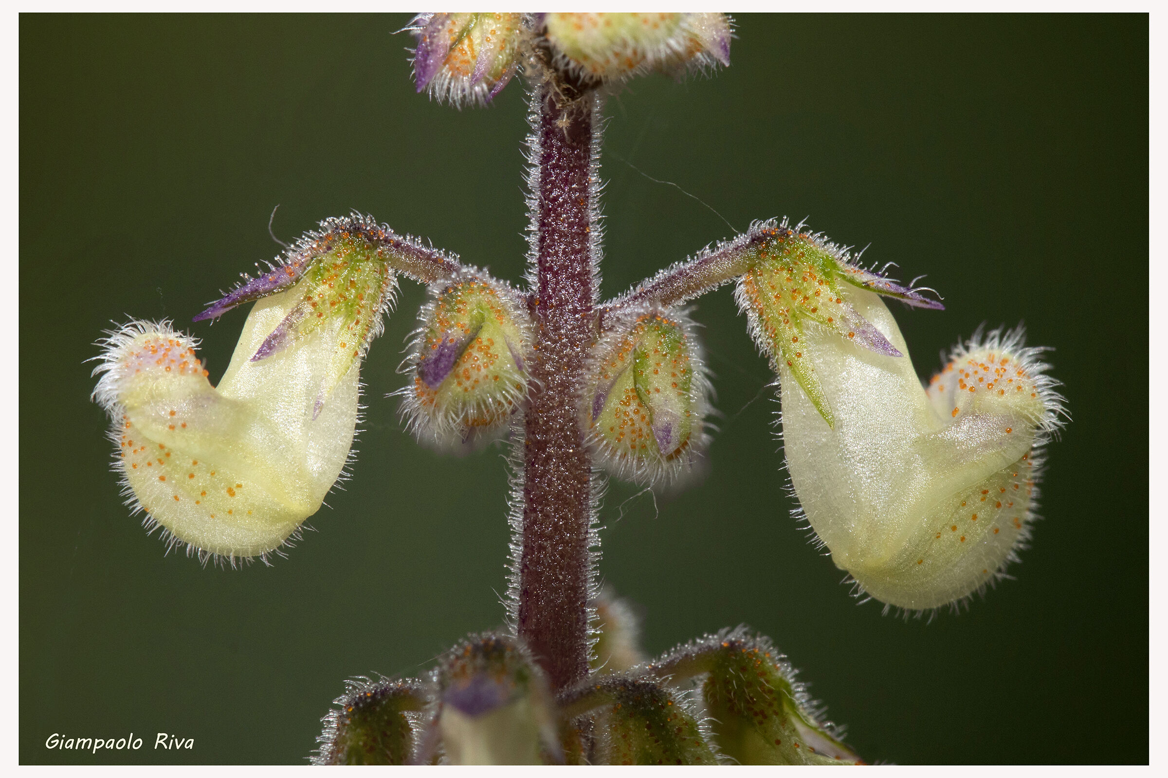 boccioli di Pectranthus, "pianta dell'incenso"