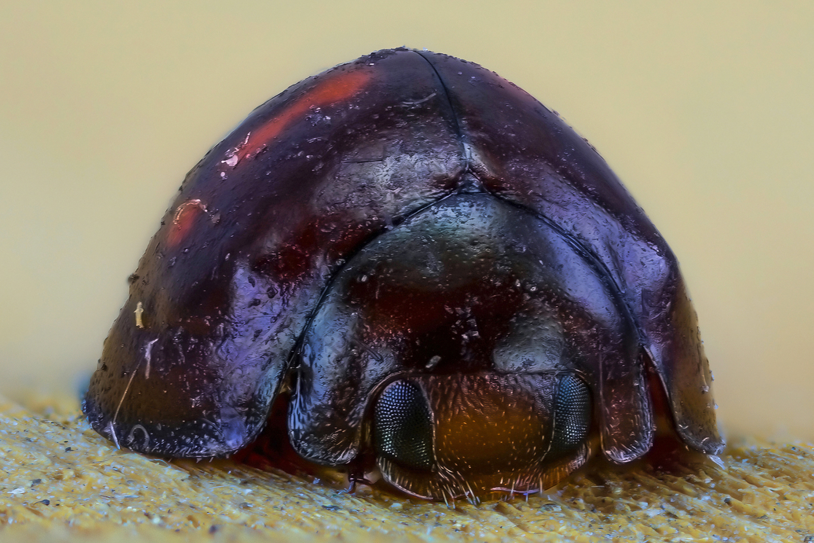 Chilocorus bipustulatus