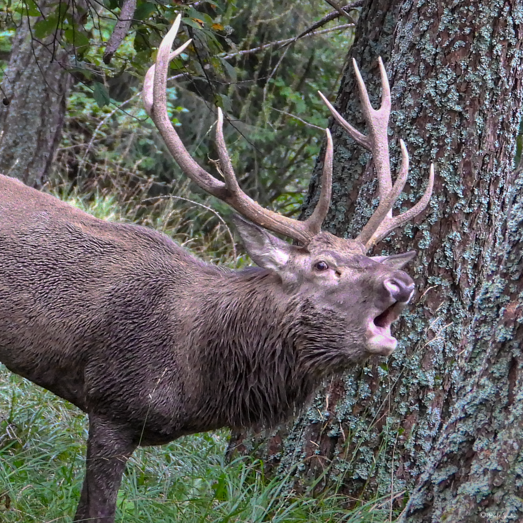 Deer roar
