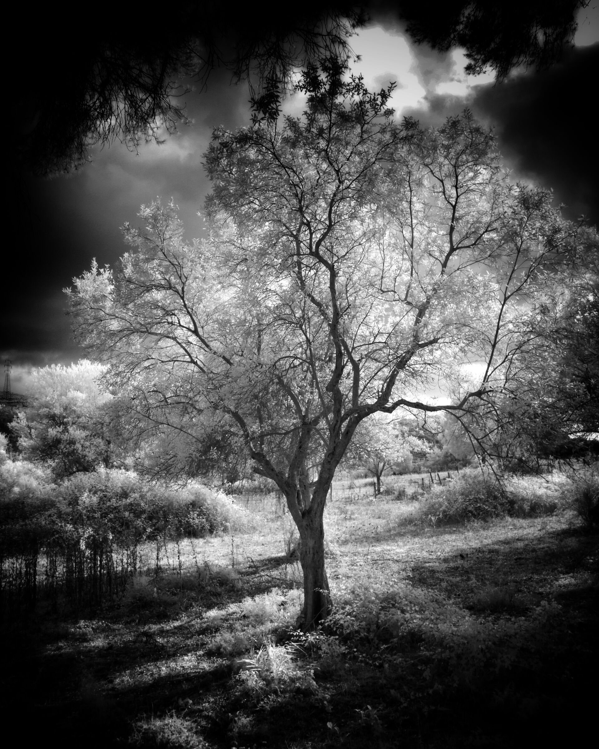 Change the leaves, never the roots