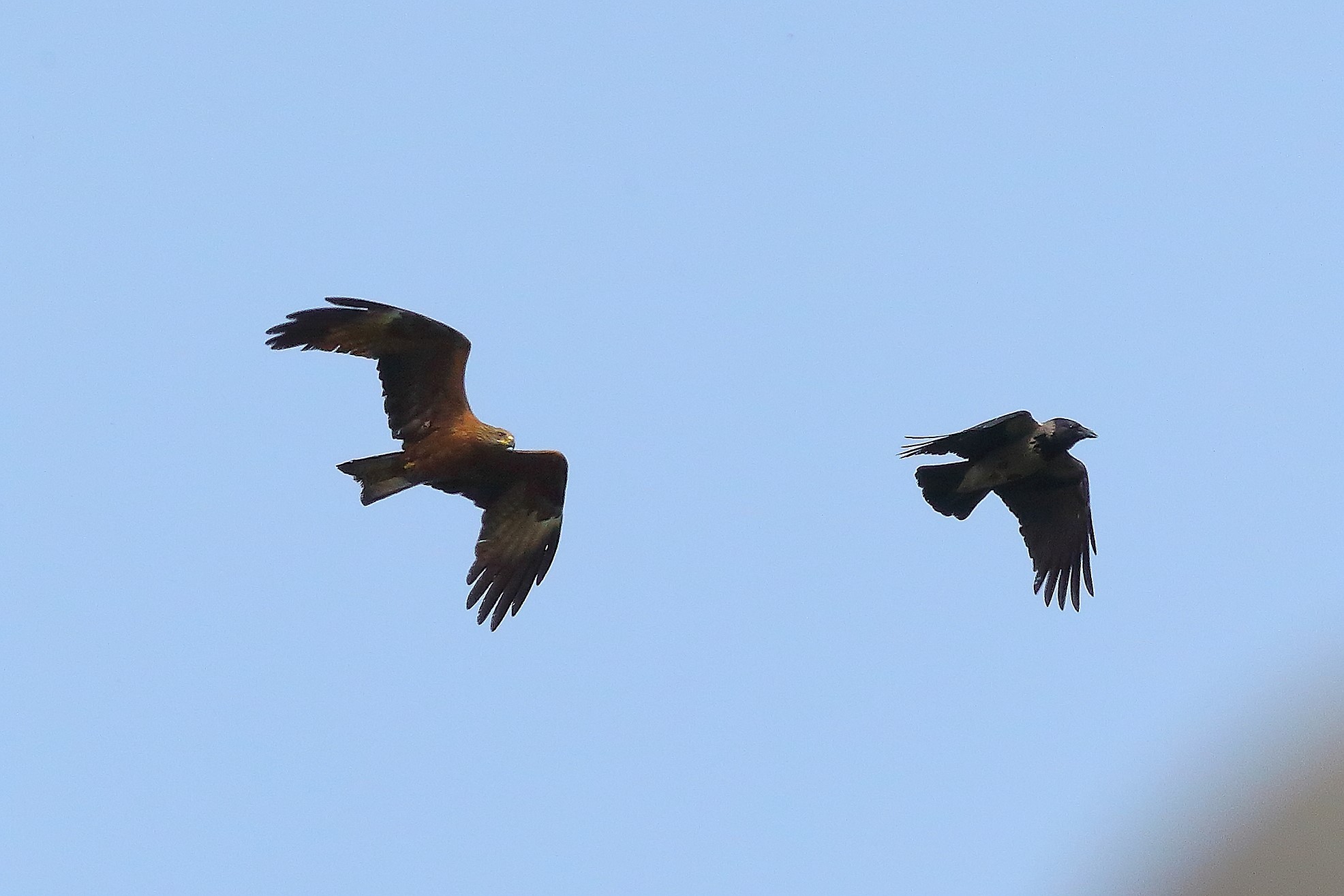 Nibbio bruno 03 maggio 2024 - 8751