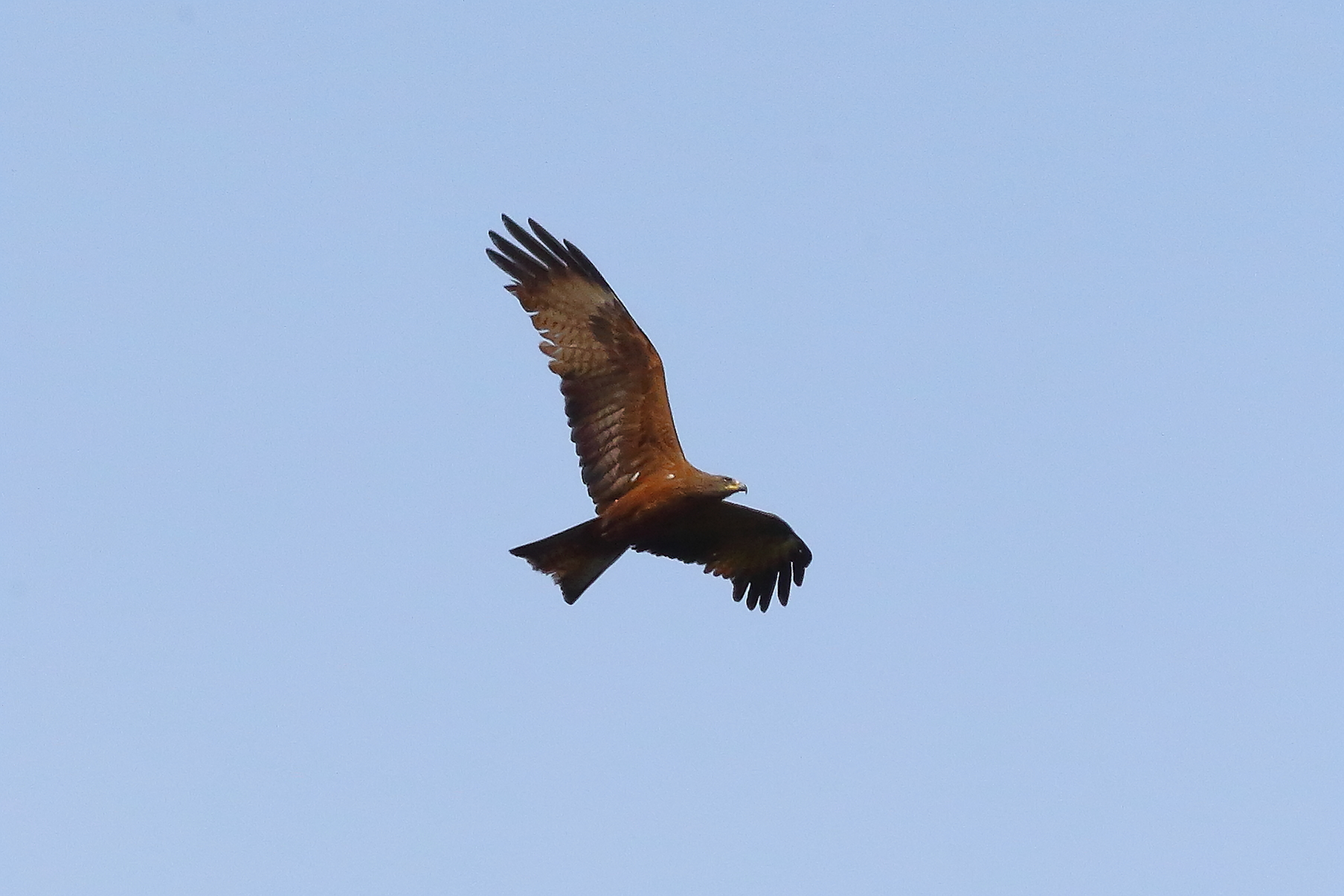 Nibbio bruno 03 maggio 2024 - 8744