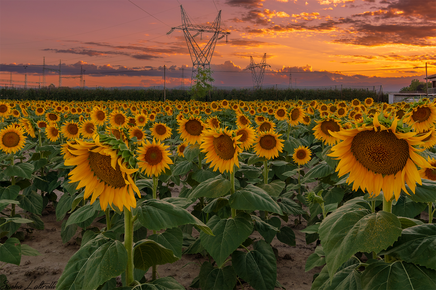 sunflower on sunset
