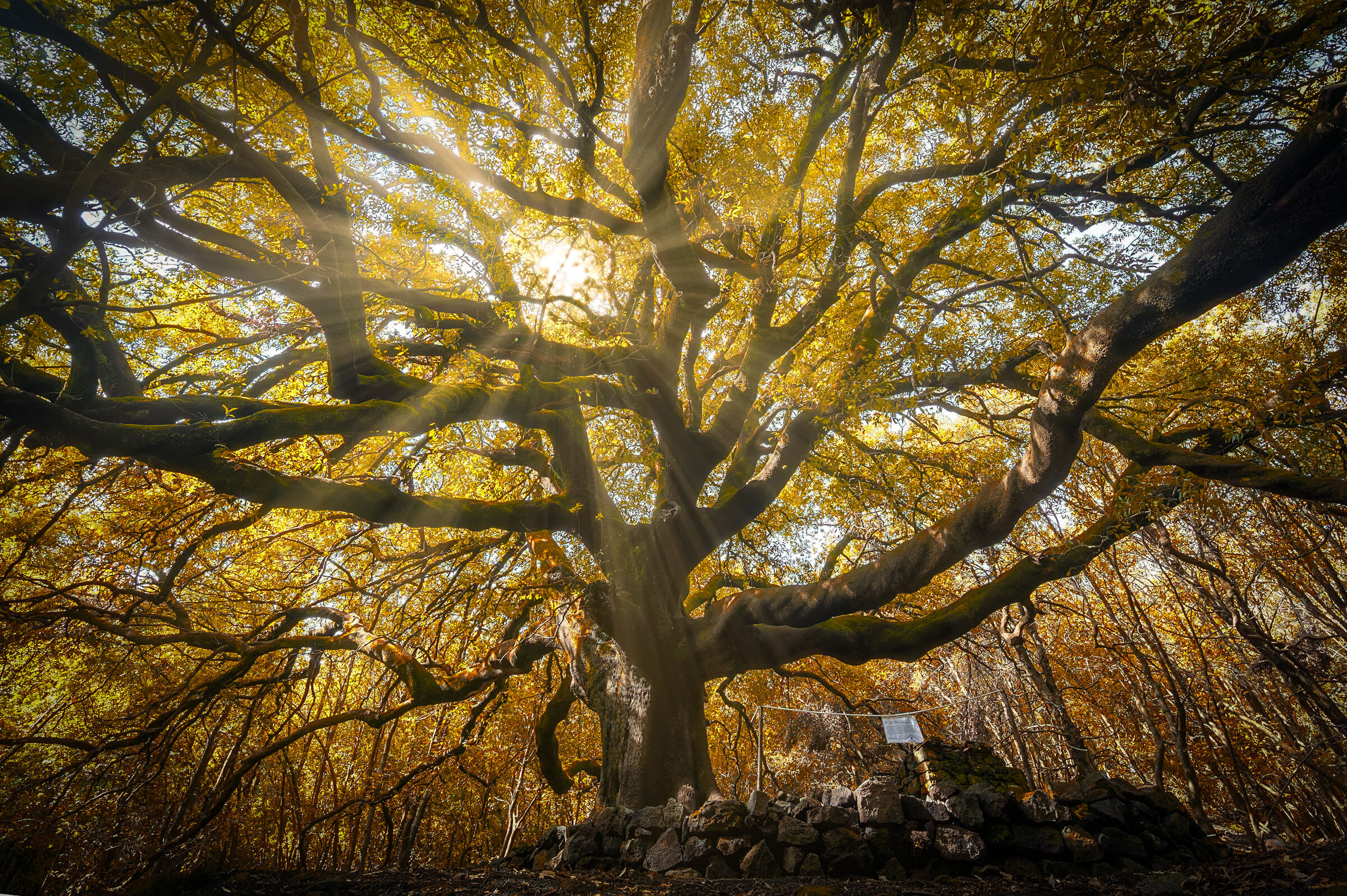 The old man and the forest