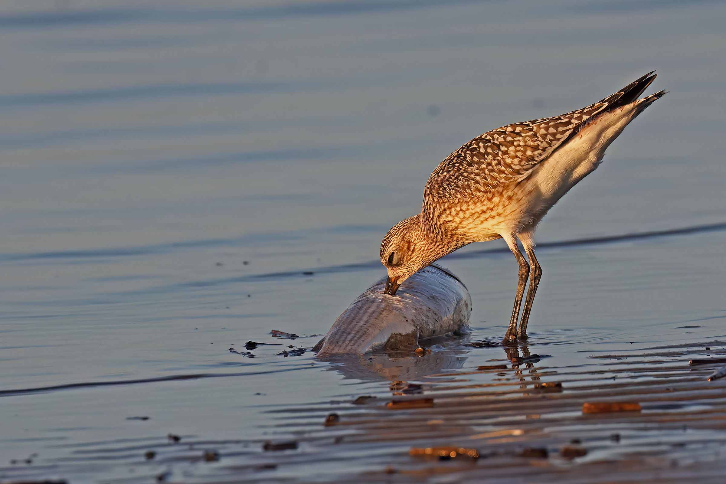 When light helps! Grey plover