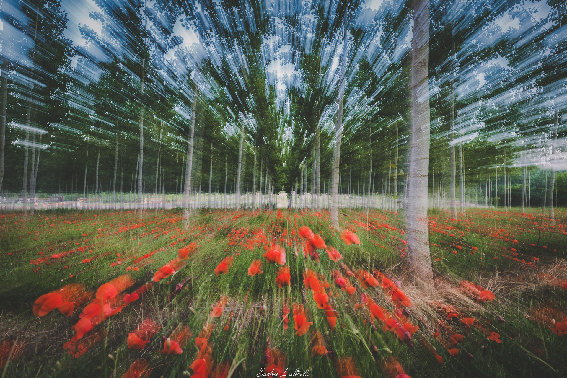 Explosion in the Poppy Field