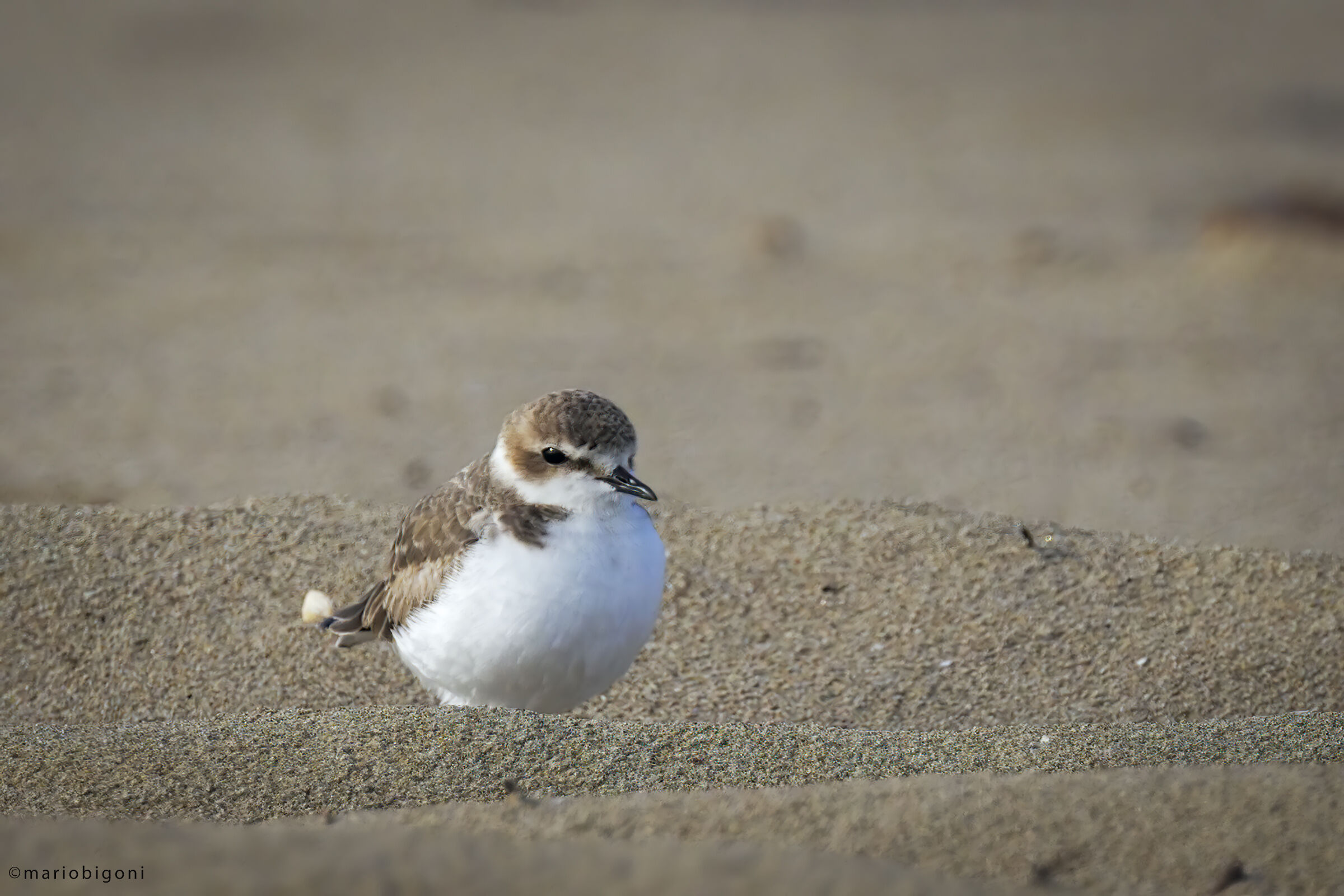 Kentish plover