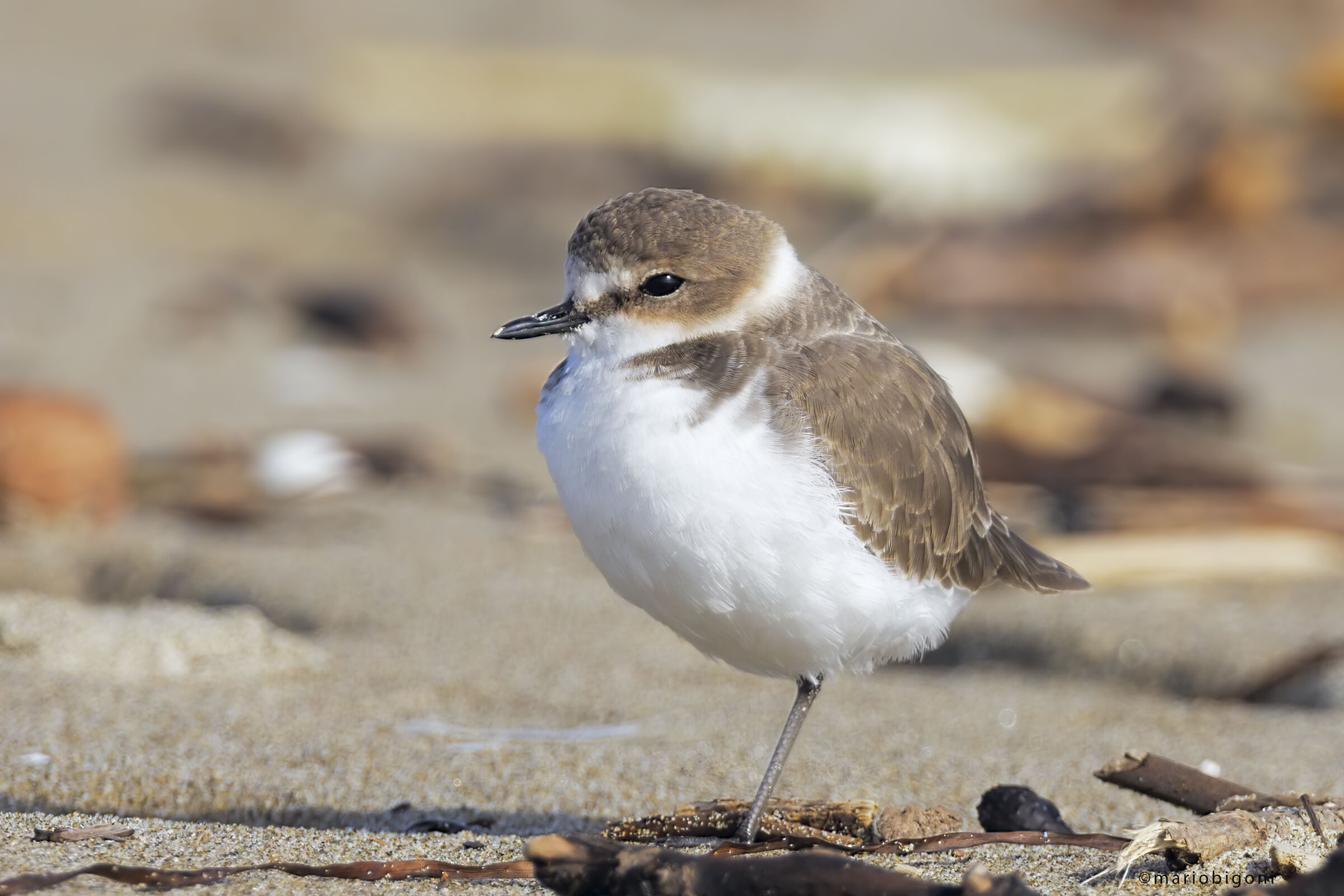 Kentish plover