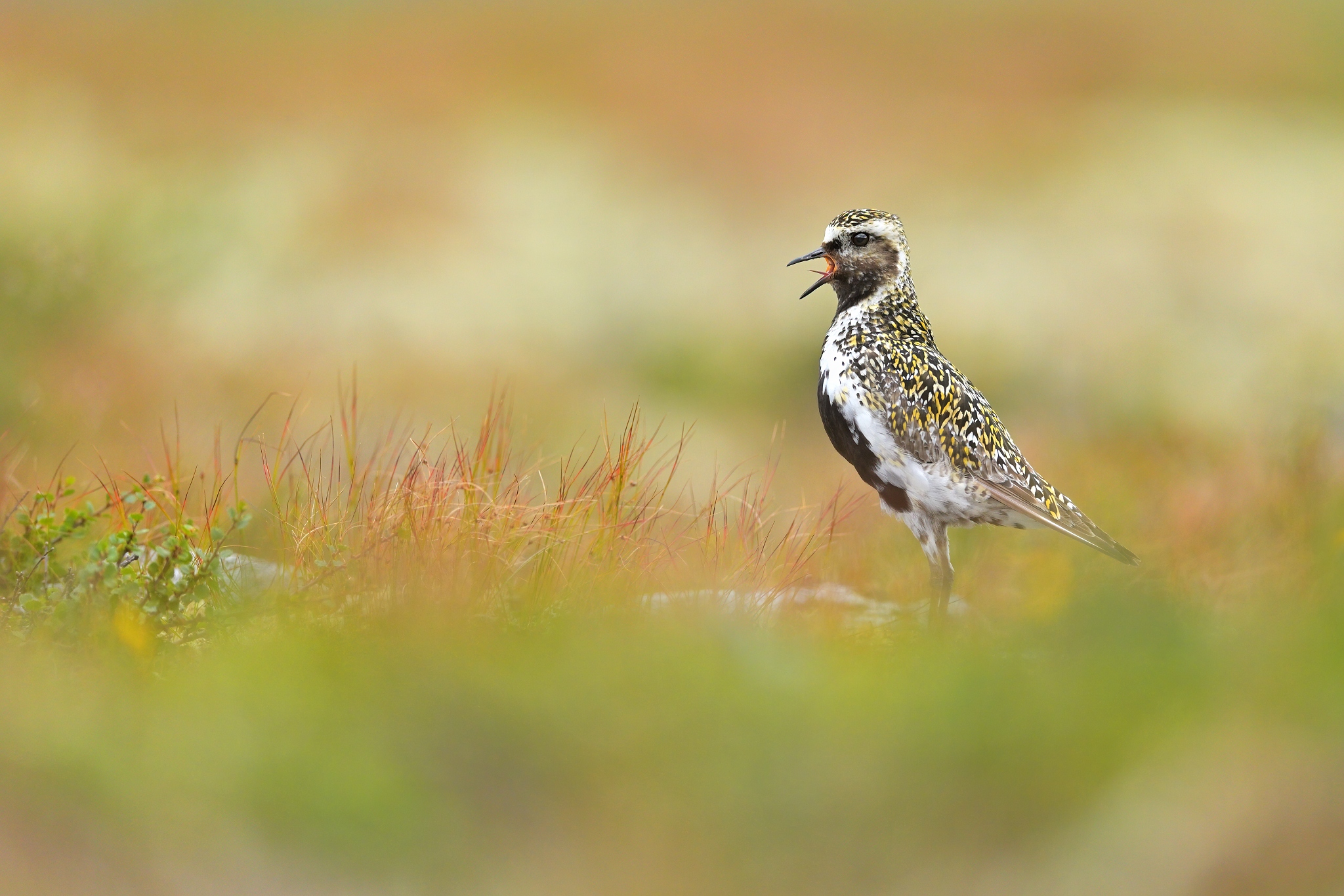 Golden plover