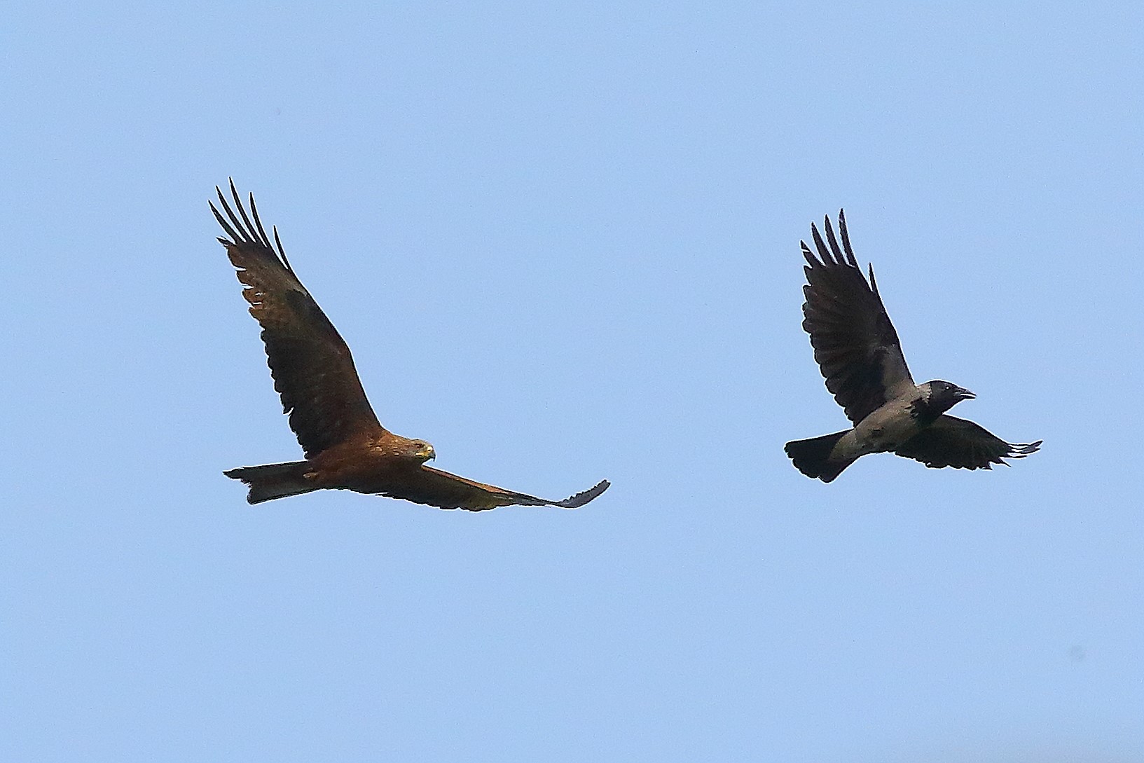 Nibbio bruno 03 maggio 2024 - 8752