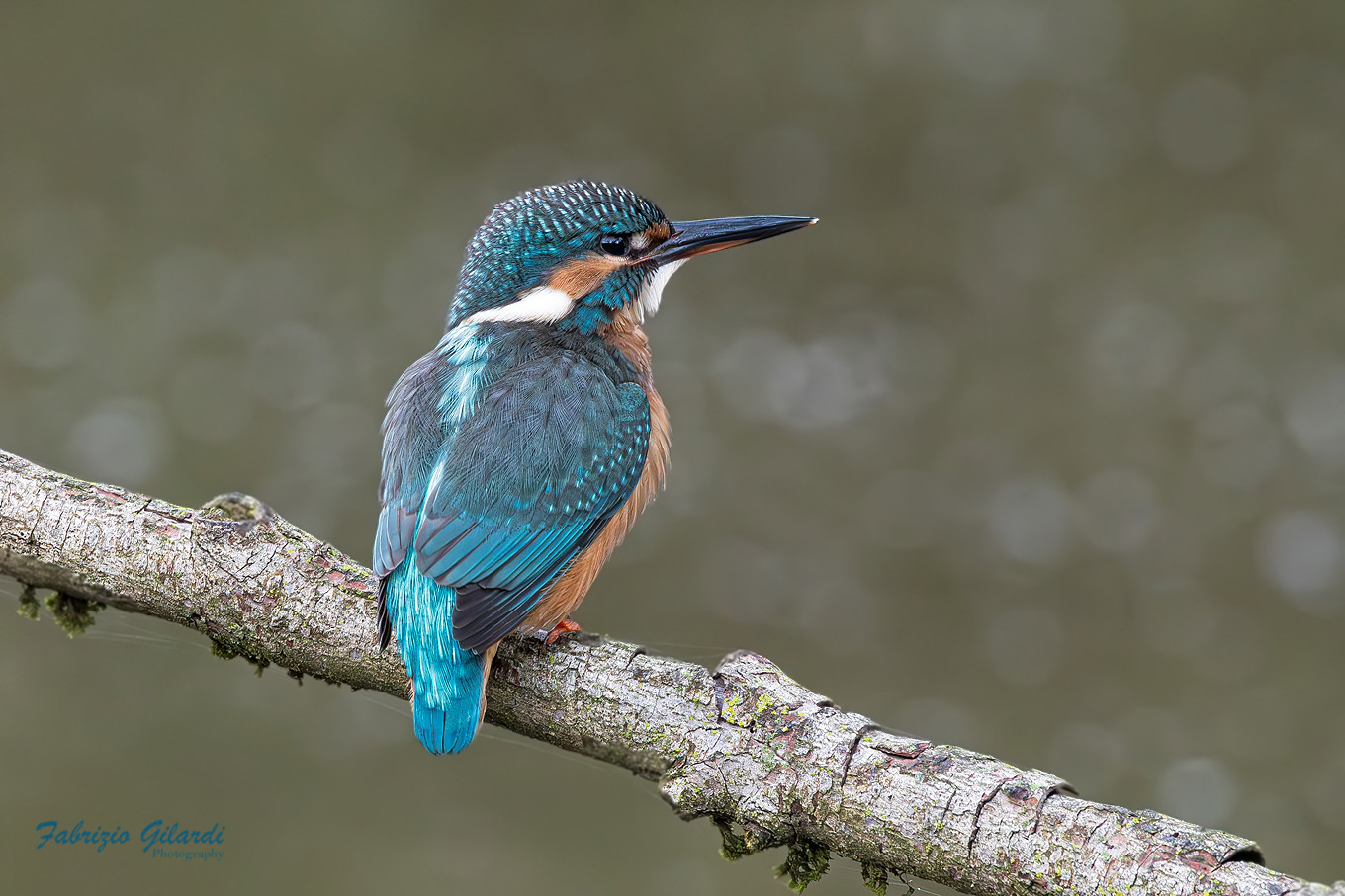 Alcedo atthis (Kingfisher)