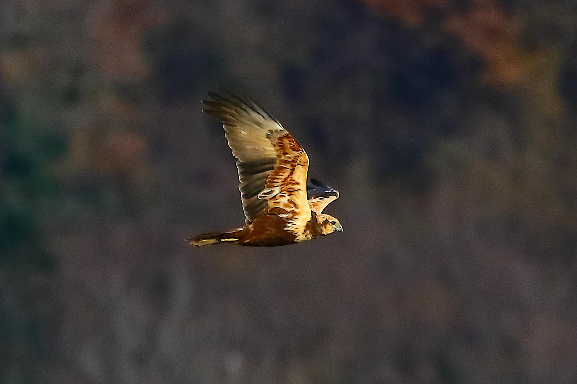 Falco di palude F 18 dicembre 2022 - 0338