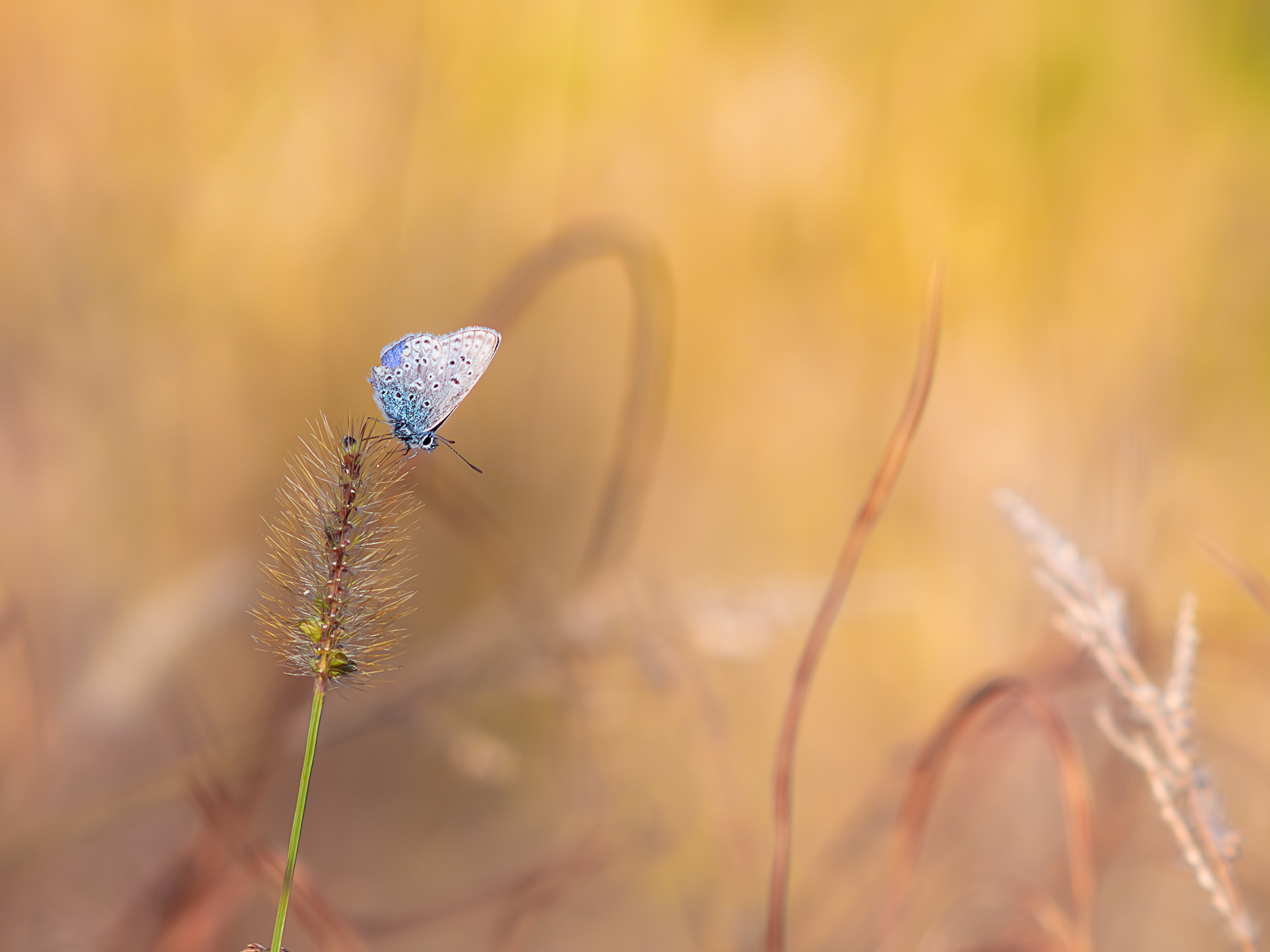 Late October butterfly