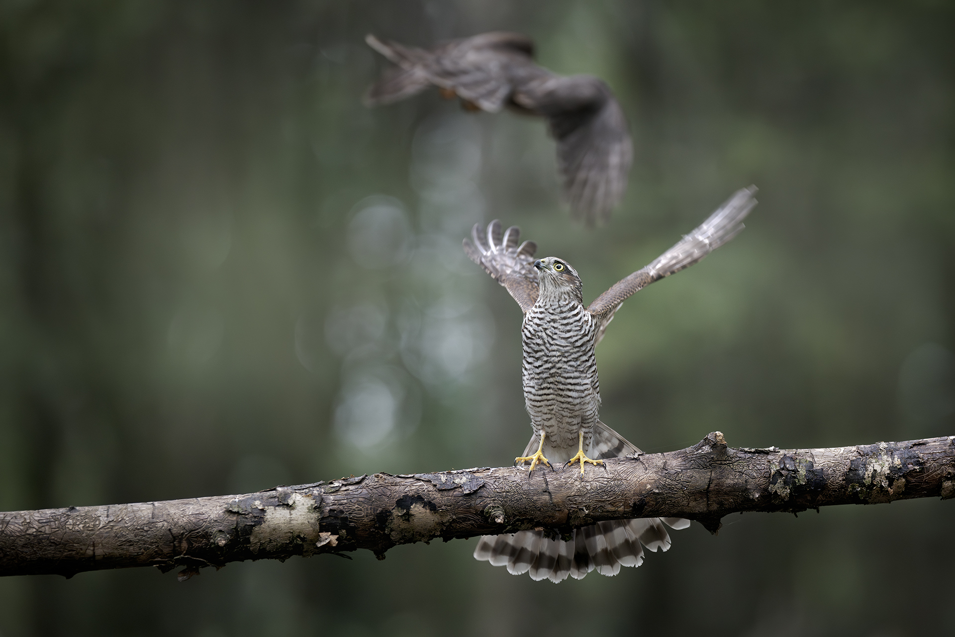 Sparrowhawk - Quarrels