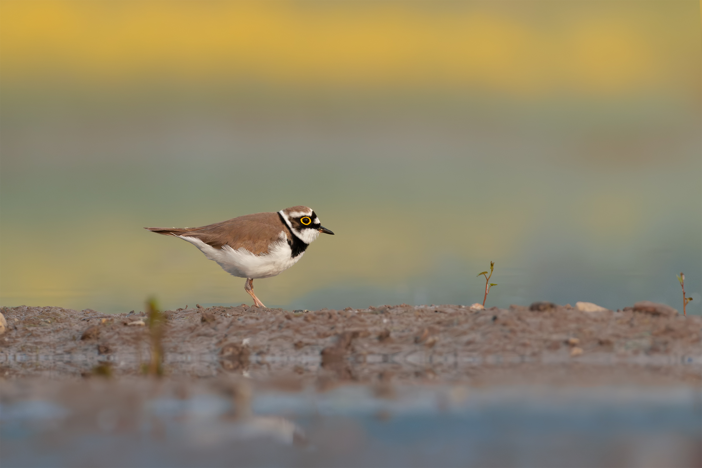 Little ringed plover